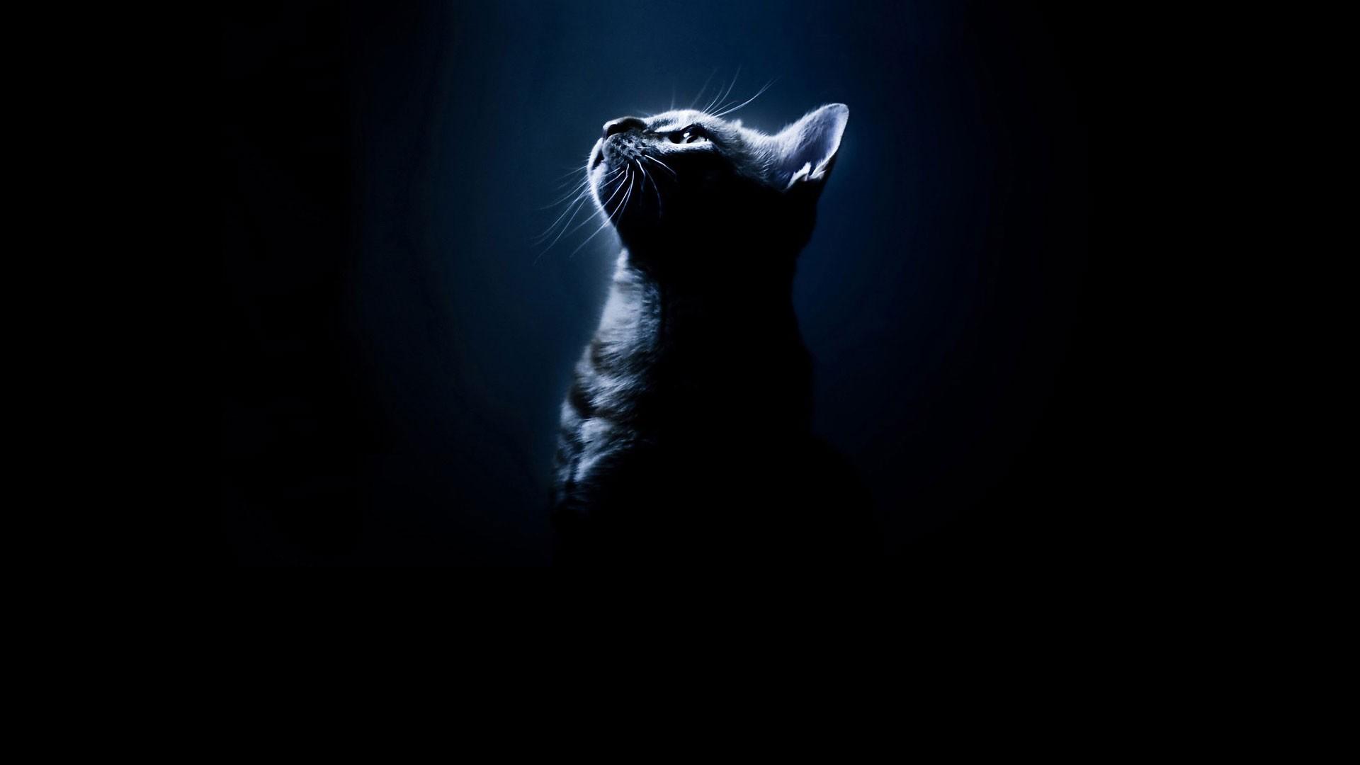 Кошка на темном фоне