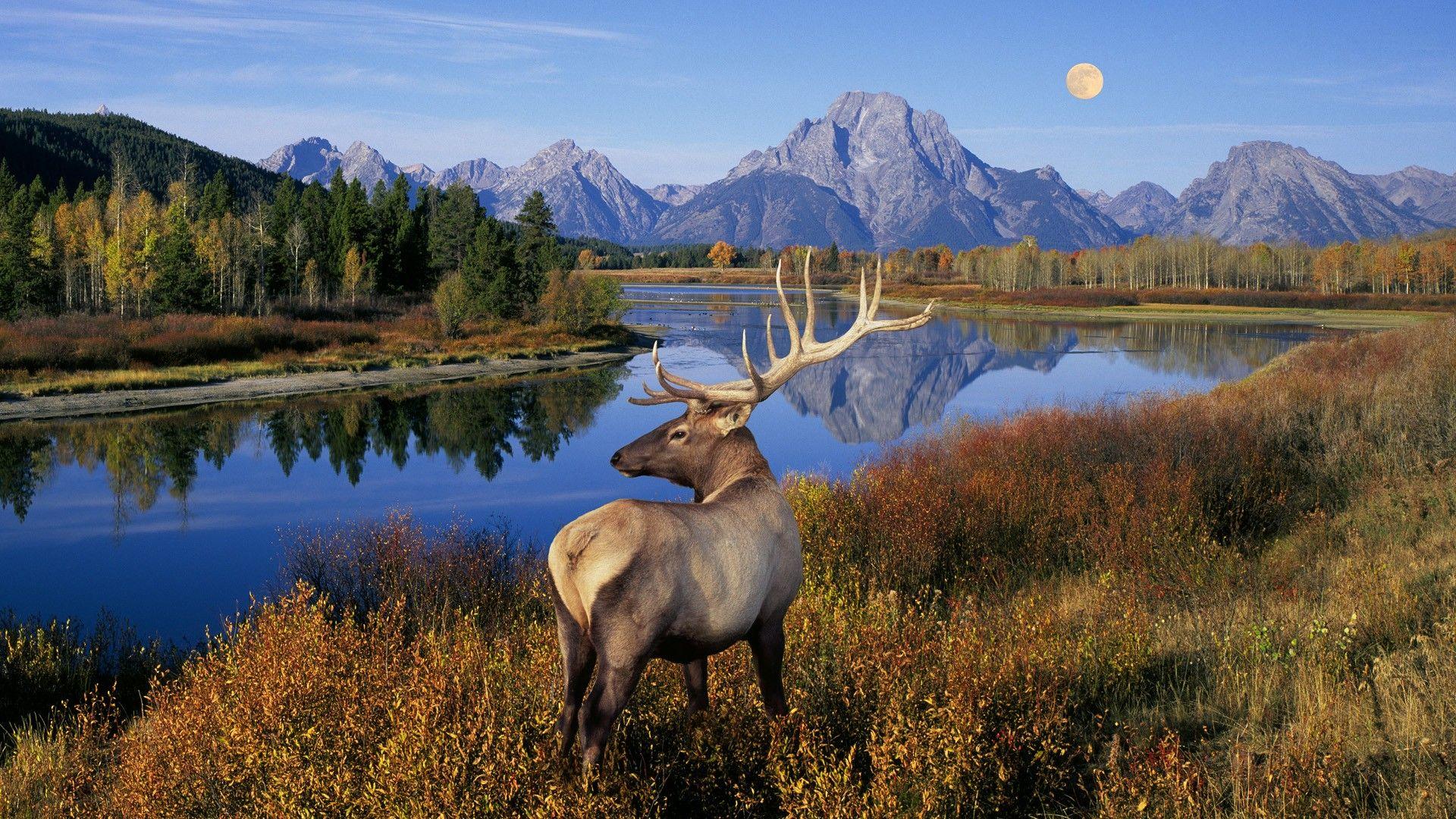 Deer Landscape Wallpaper