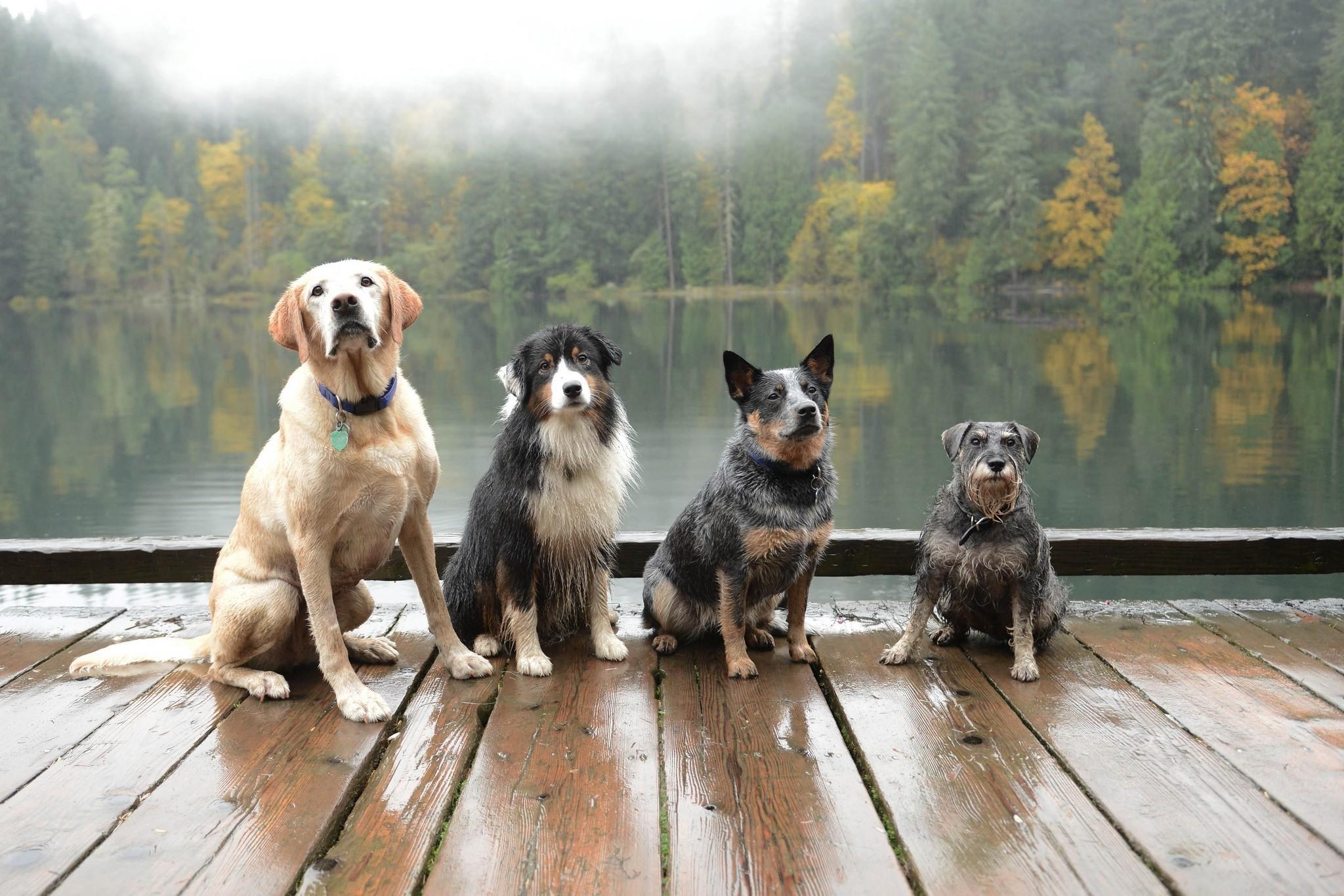 photography, Nature, Landscape, Dog, Animals, Lake, Dock, Forest