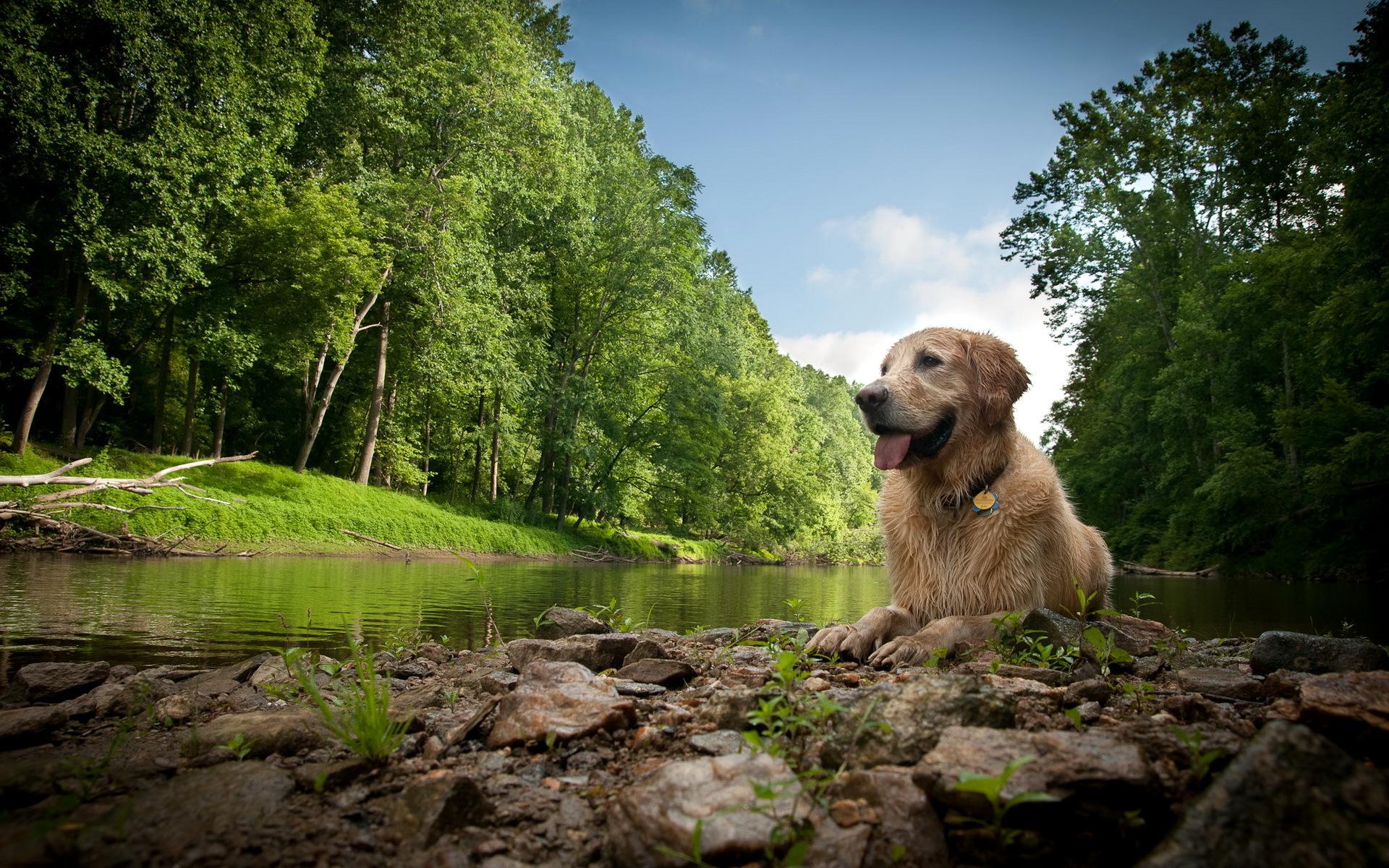 Dog Lake Nature Scenery 8K Wallpaper #4.547