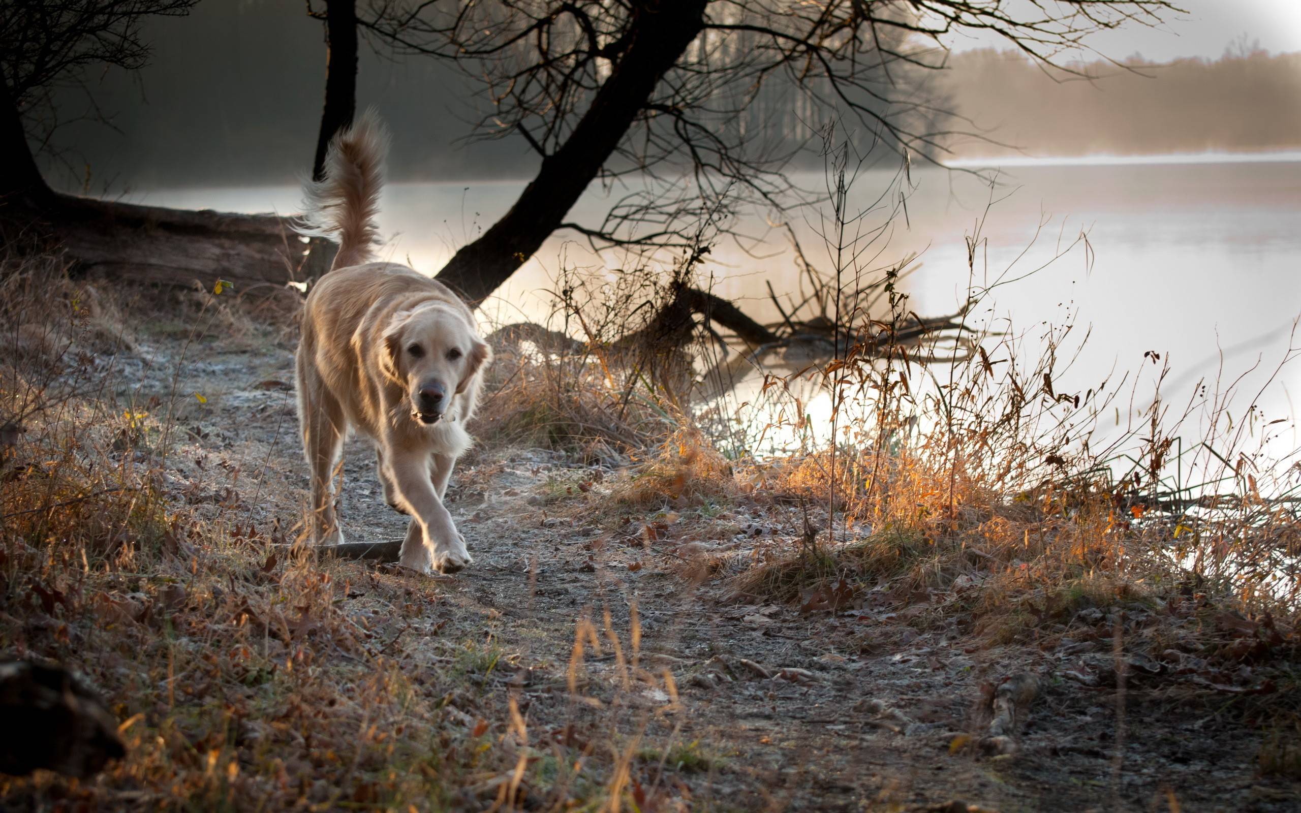 Dog Lake Nature Scenery 8K Wallpaper #4.547