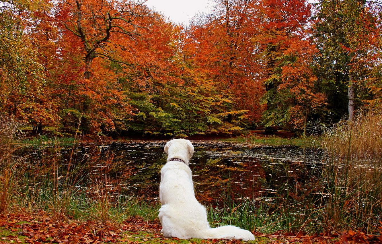 Wallpaper autumn, forest, leaves, lake, dog, nature. image