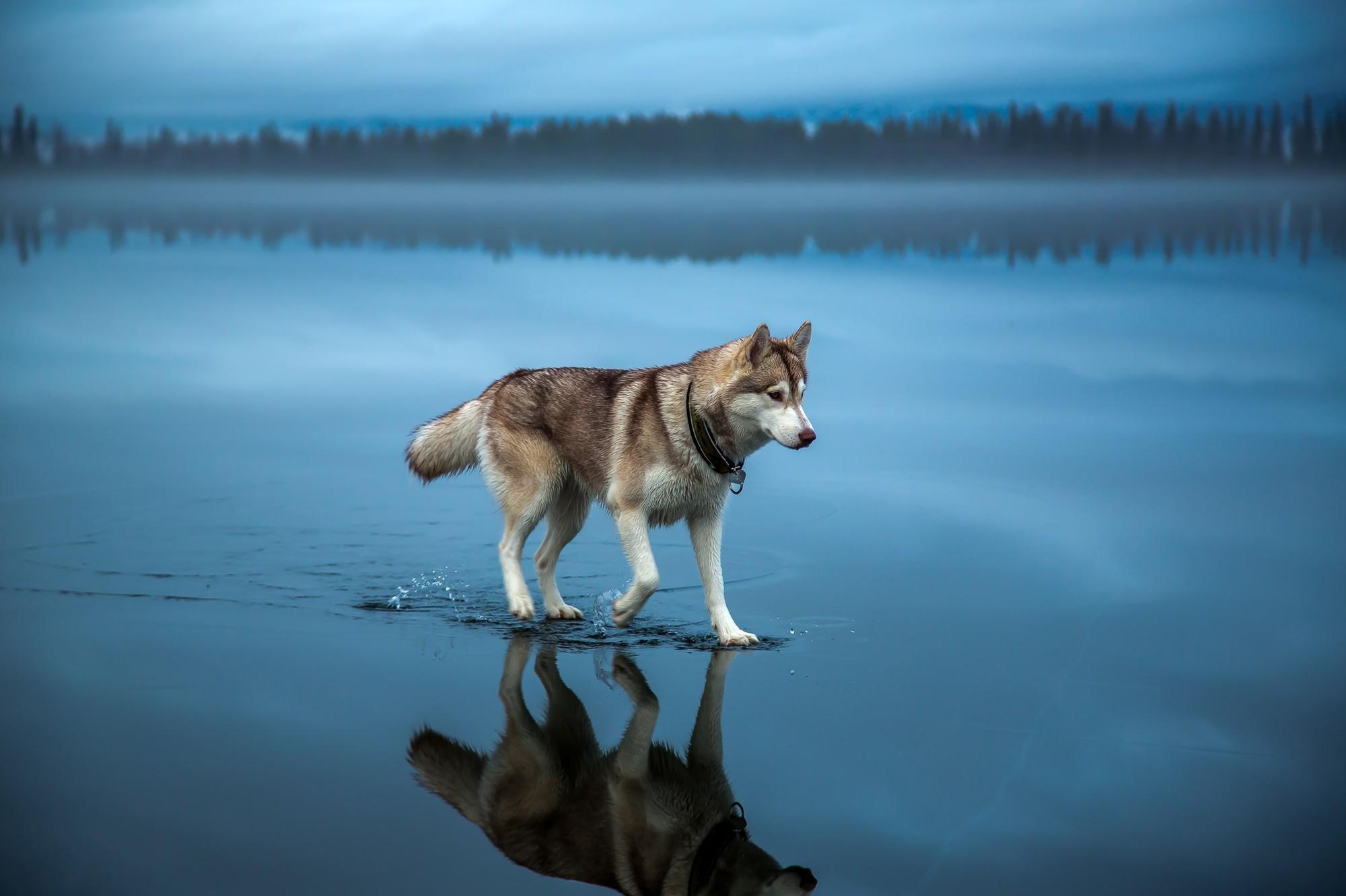 #landscape, #animals, #alone, #reflection, #dog, #lake