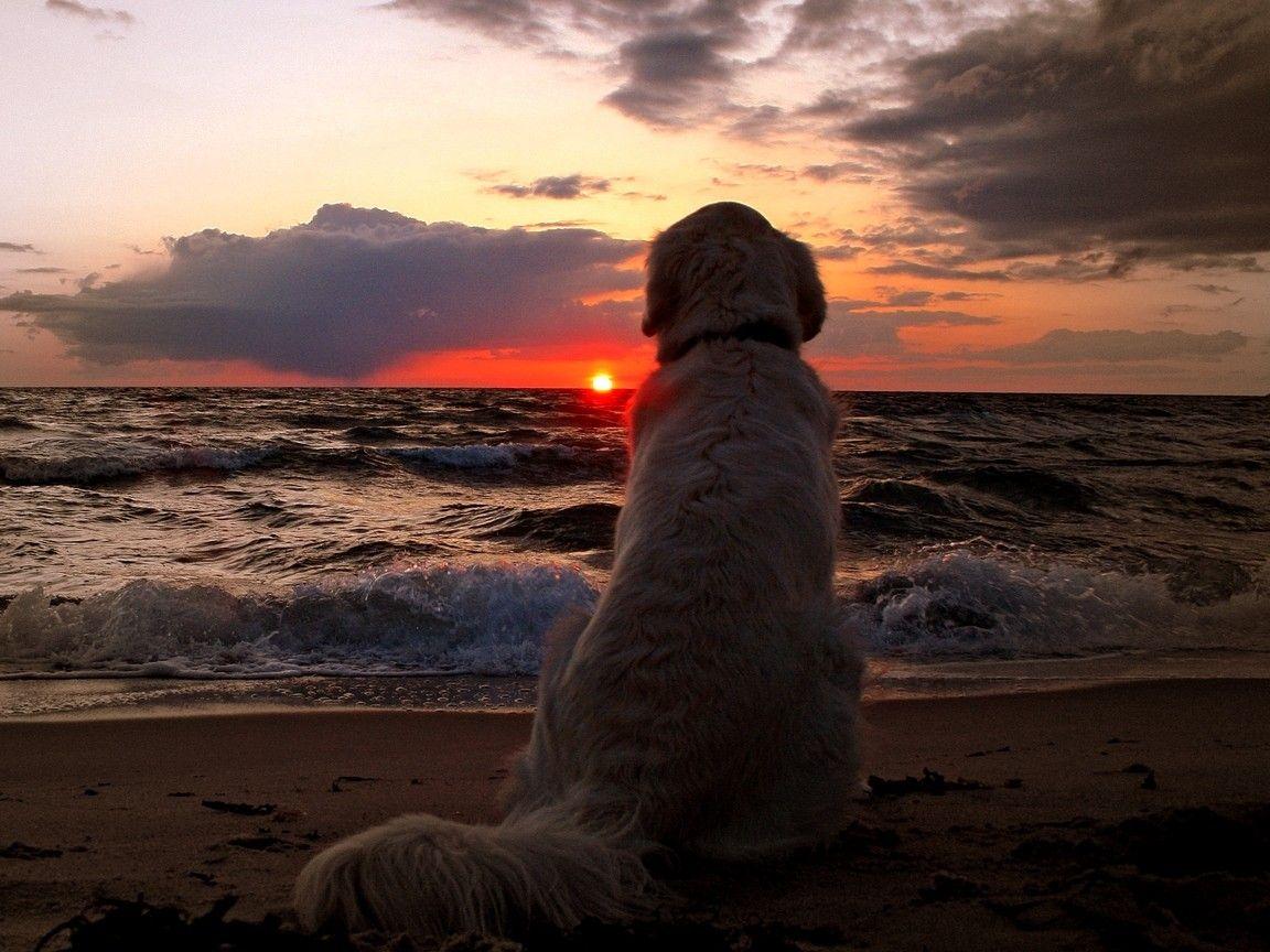 Dog Beach Sunset Wallpaper