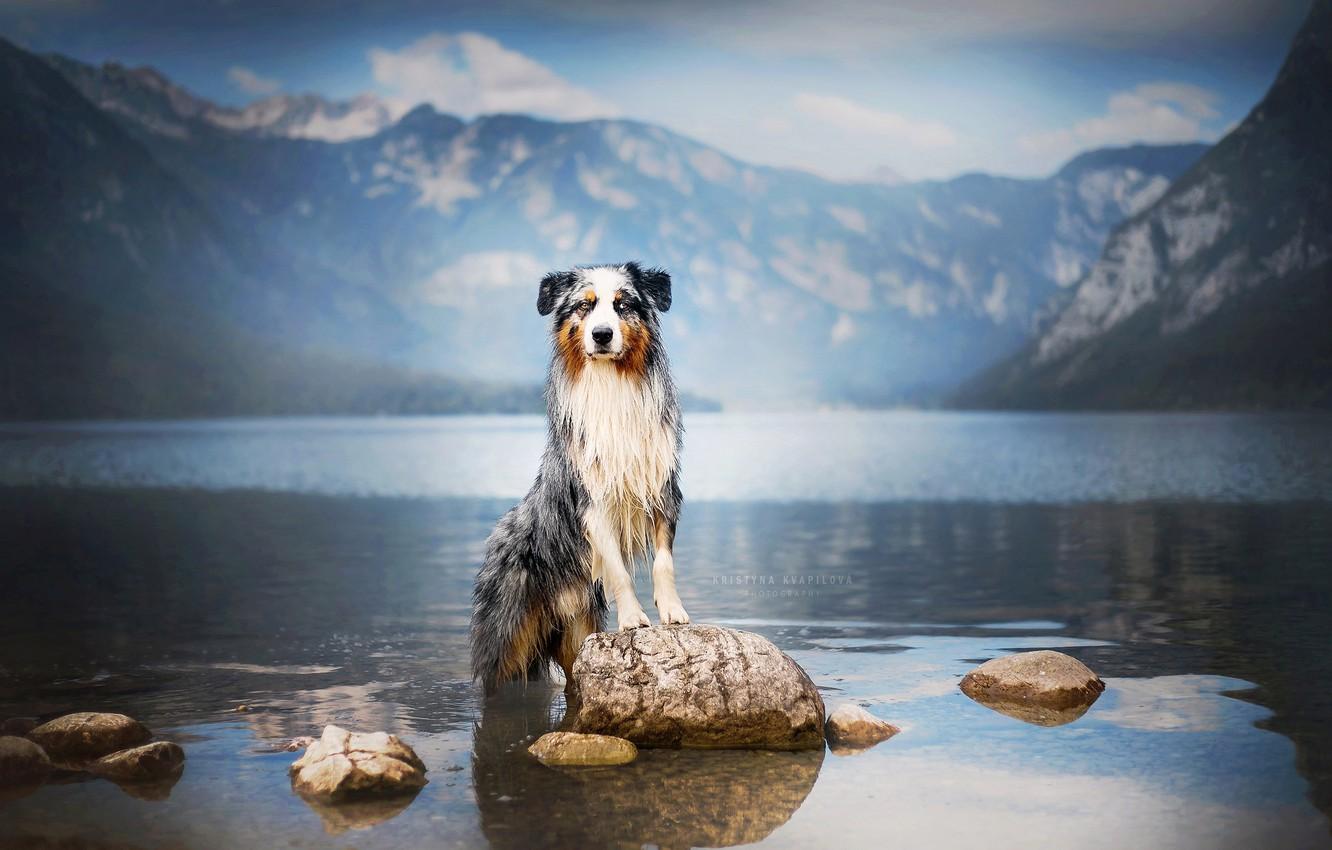 Wallpaper mountains, nature, lake, stones, dog, Australian shepherd