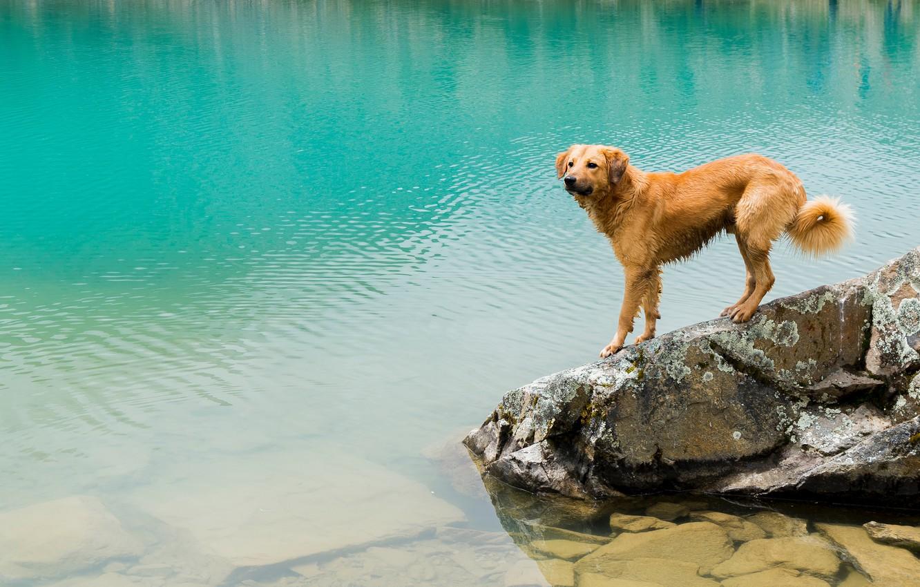 Dog Lake Nature Scenery 8K Wallpaper #4.547