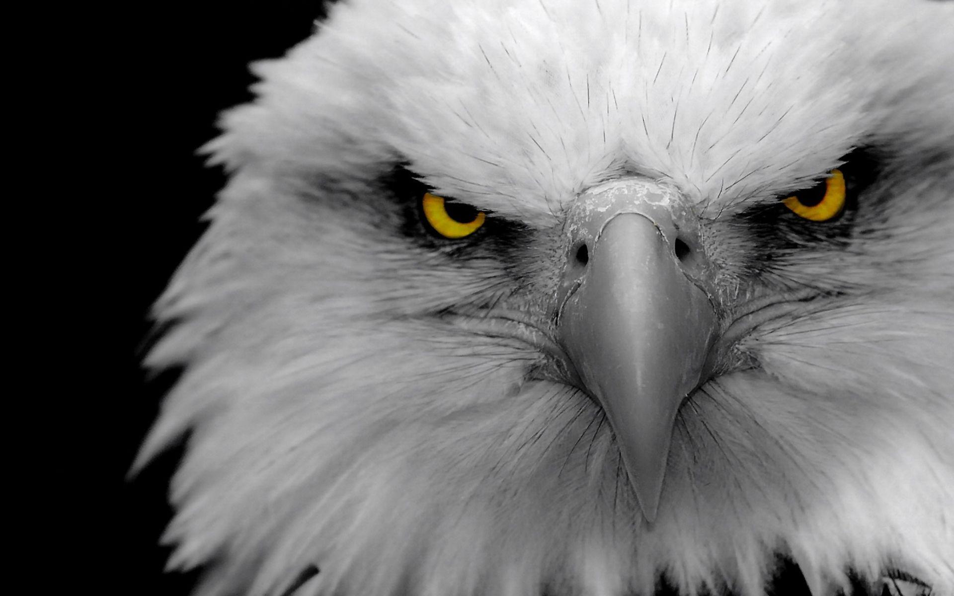 eagle eyes