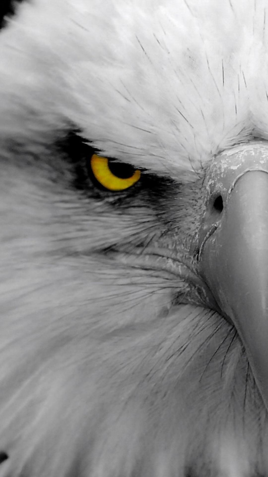eagle eyes