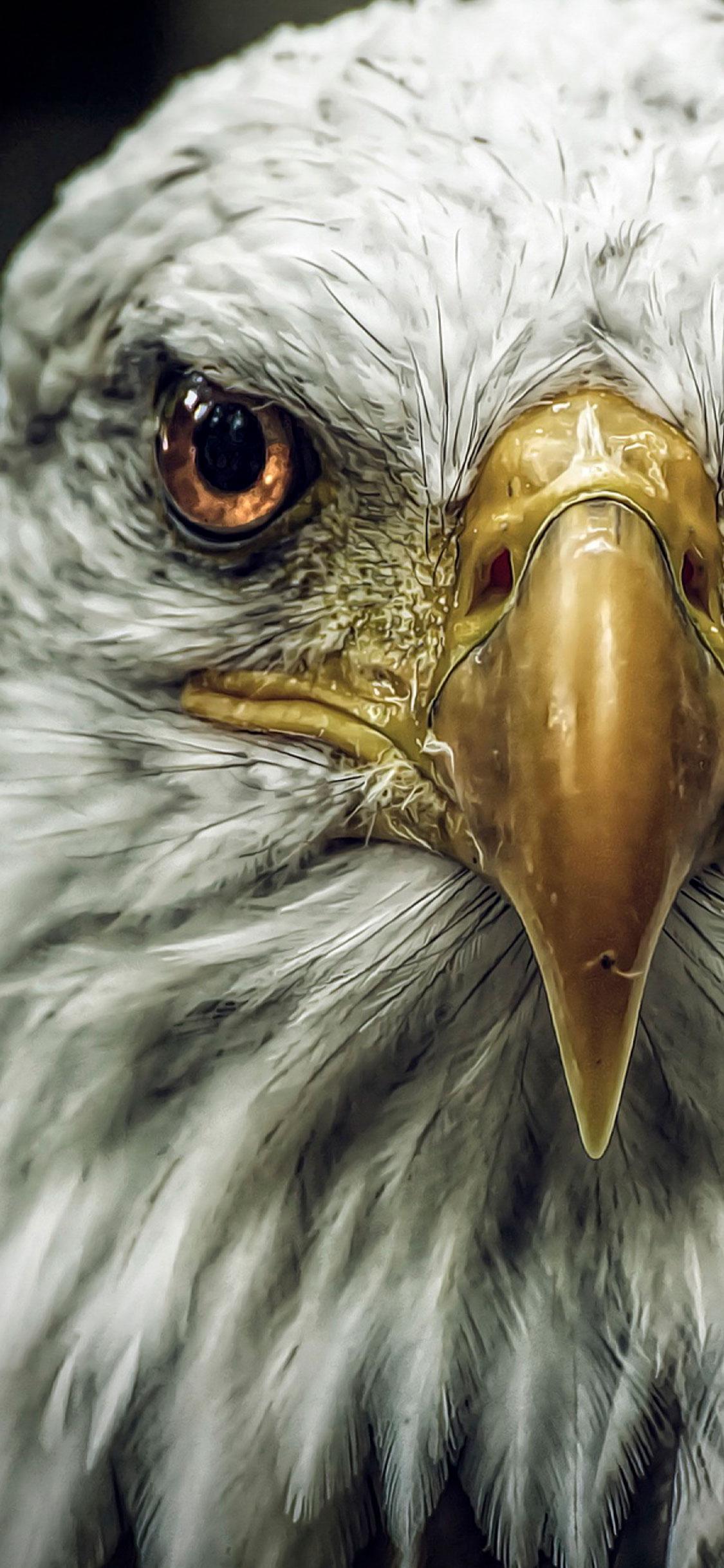 Eagle Wallpaper for iPhone X, 6