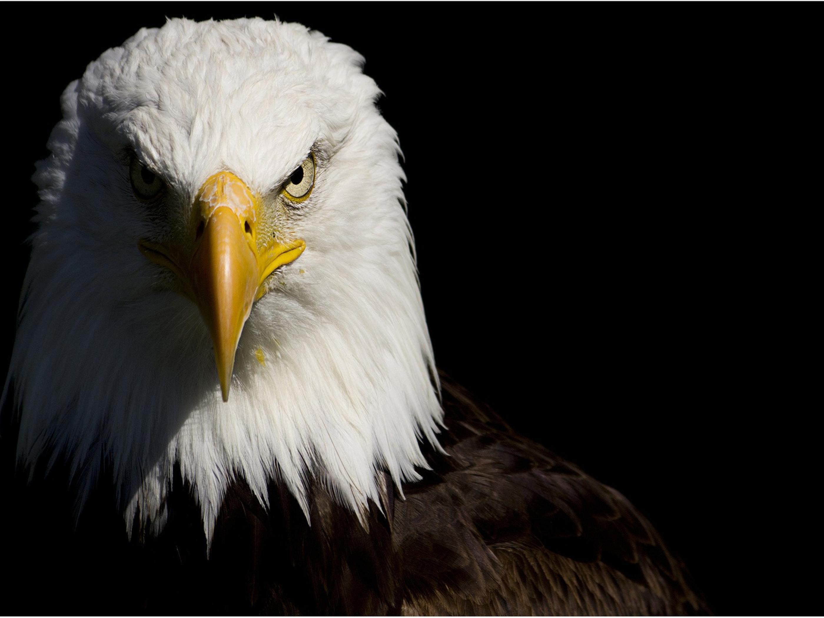 Eagle Wallpapers.