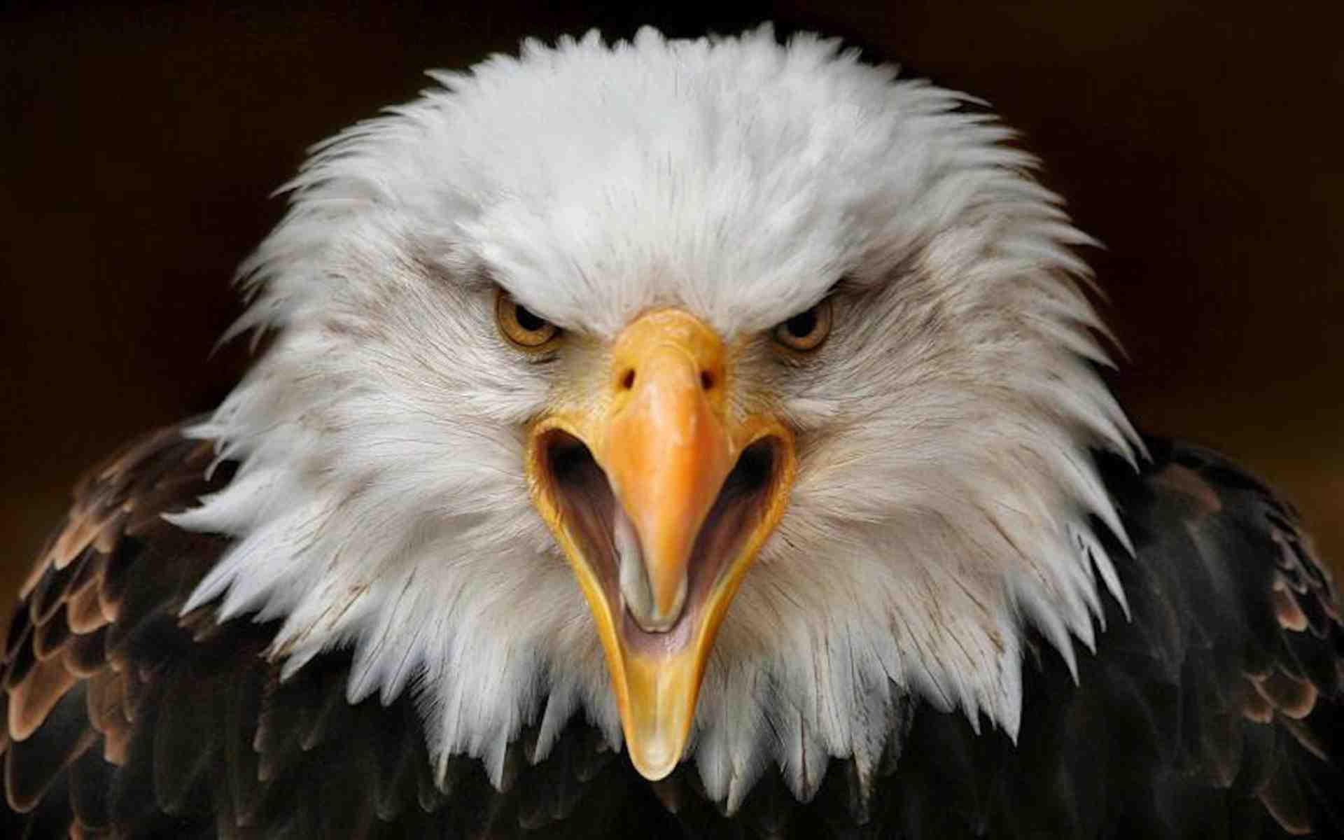d d 5e eyes of the eagle