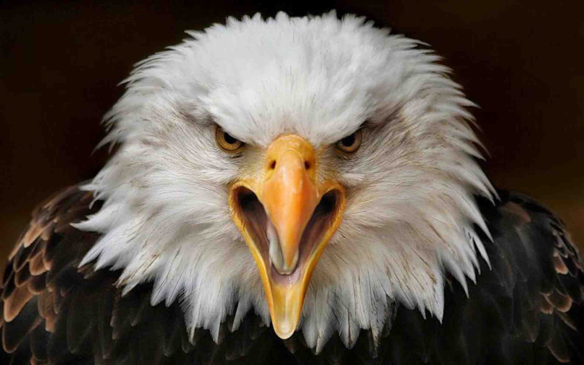 Eagle Eye Wallpapers Wallpaper Cave