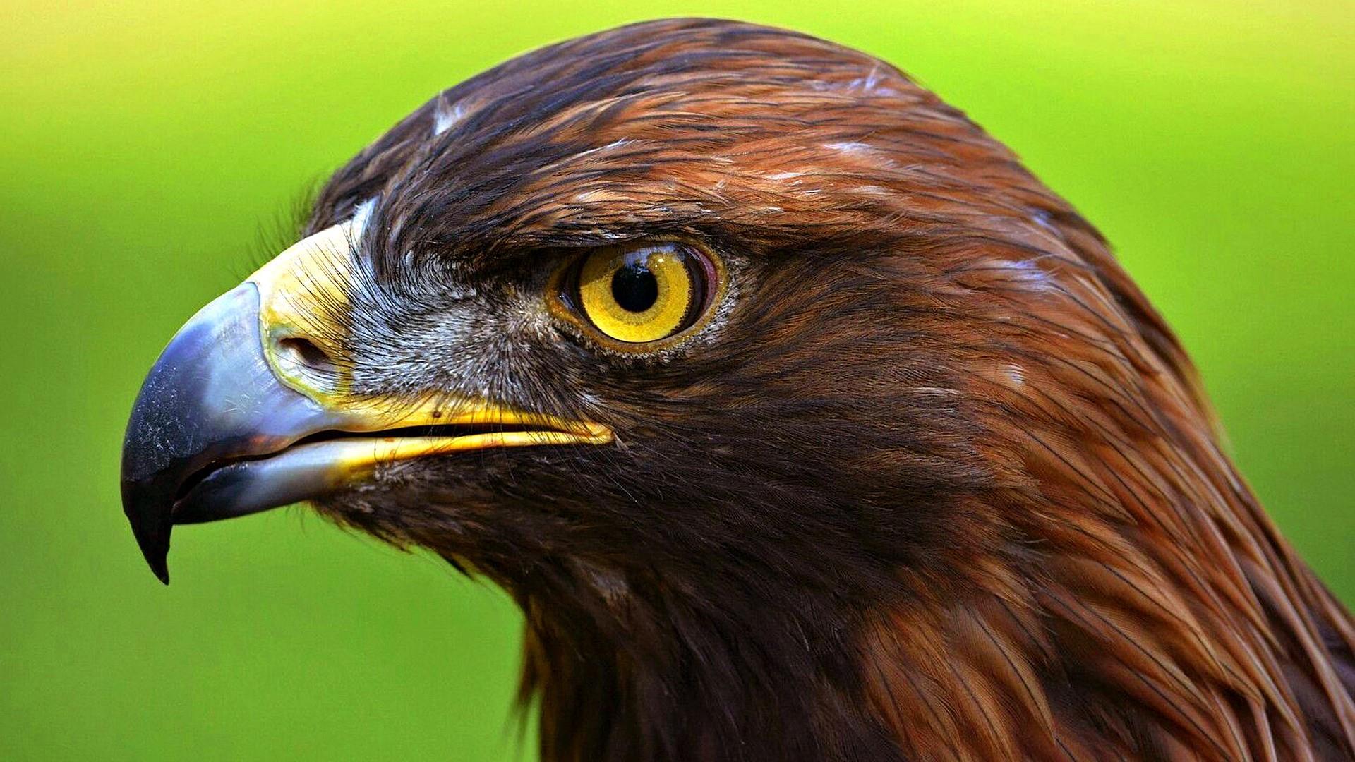 the eagle eye