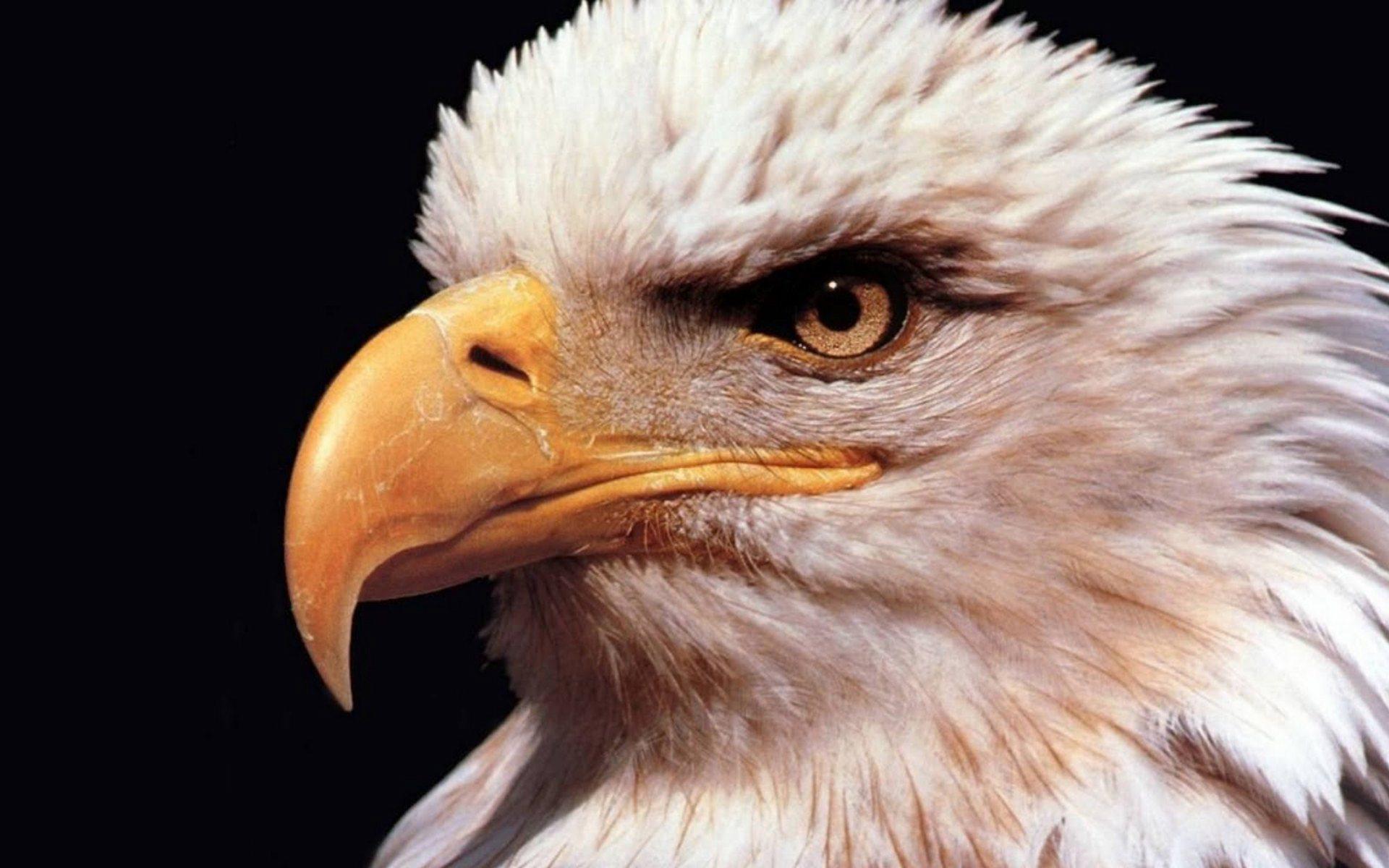 Eagle Eye Wallpaper. Fourth of July Eagle