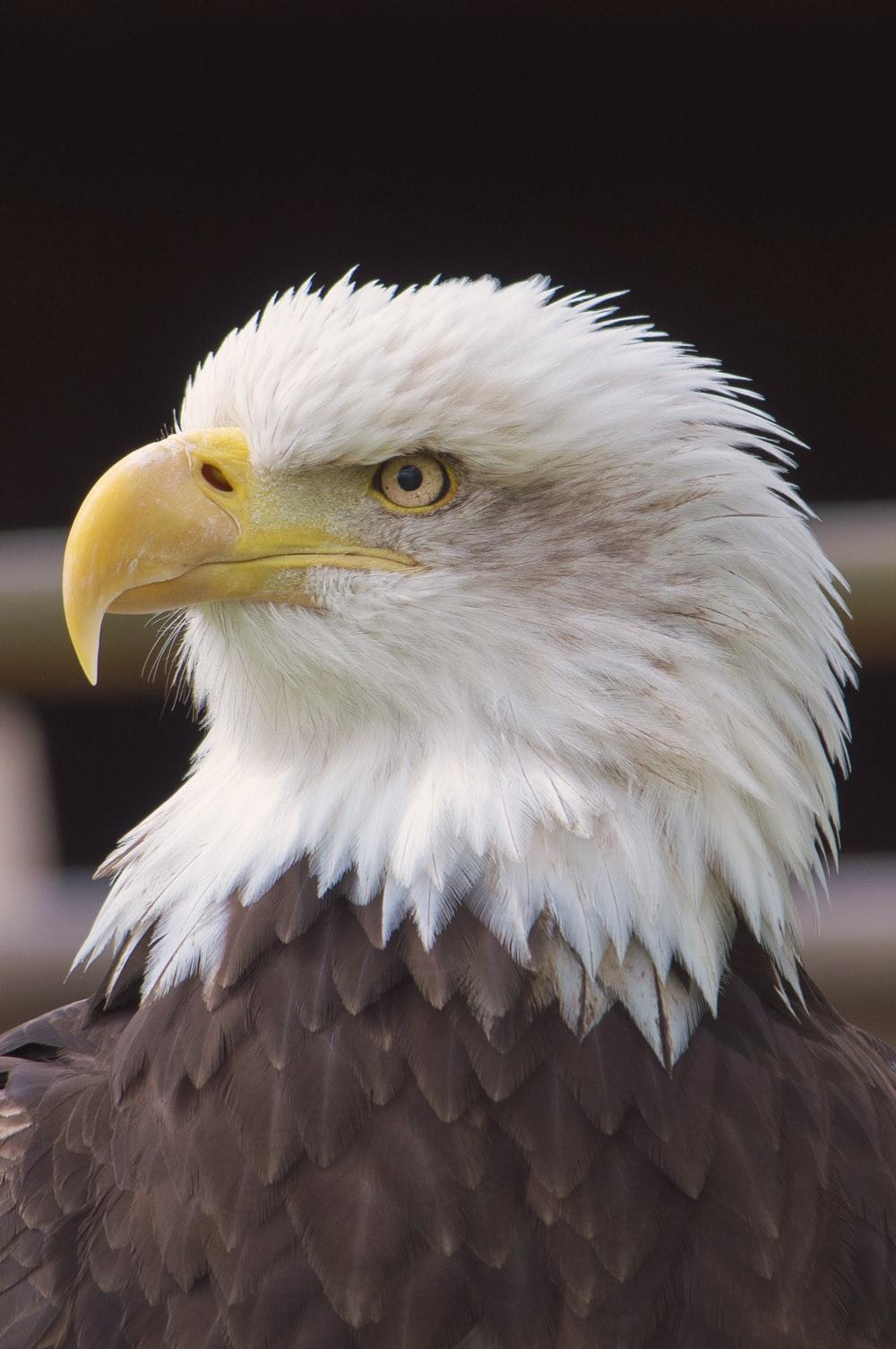 Eagle Picture. Download Free Image