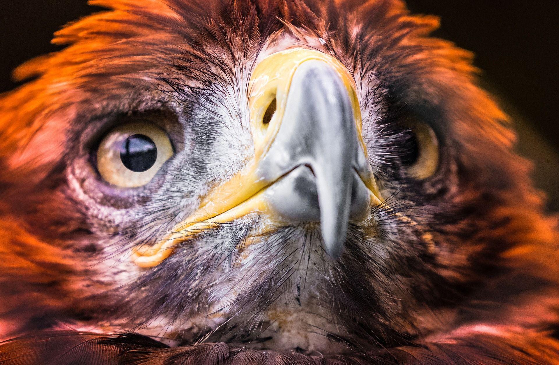 Closeup Golden Eagle Bird Wallpaper HD 1920p Up Golden Eagle