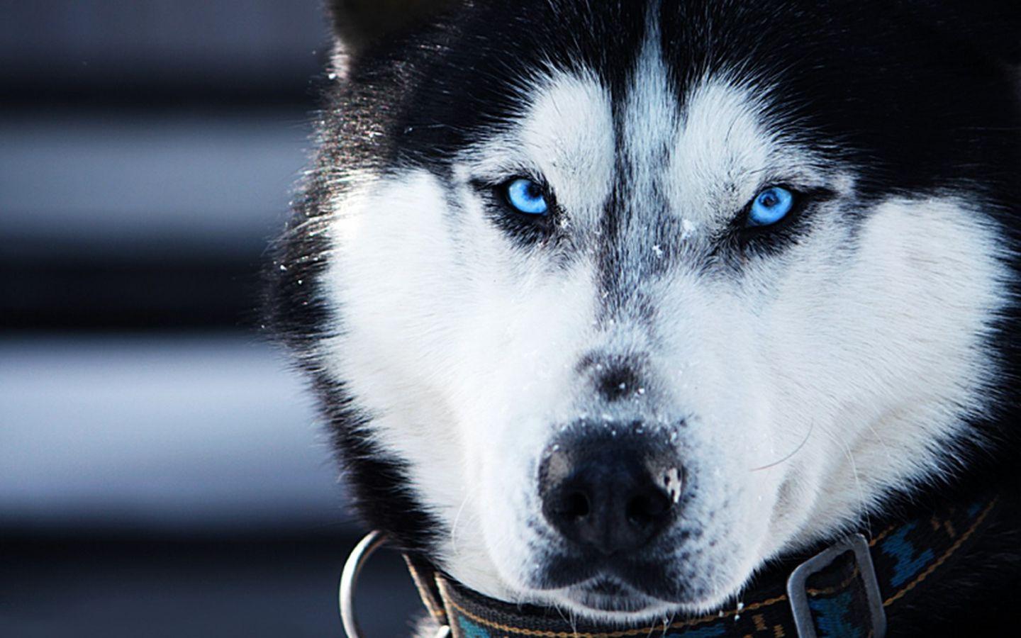 Siberian Husky Puppies With Blue Eyes Wallpaper. HD Wallpaper