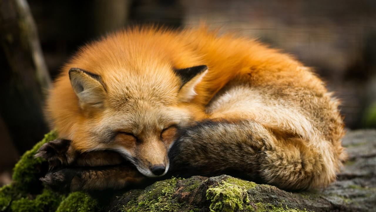 Wallpaper Red fox, HD, Animals