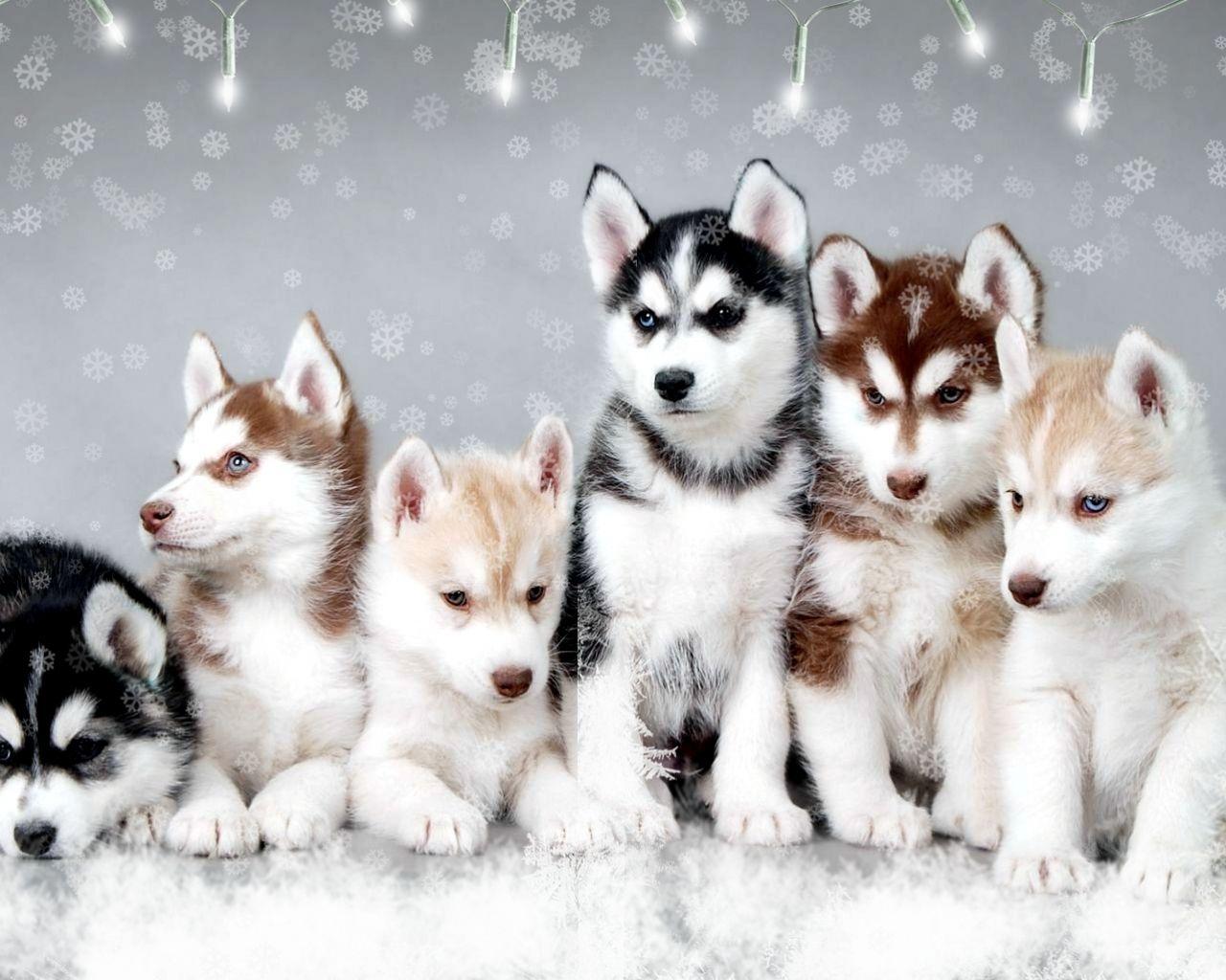 Baby Husky Dog Wallpaper For Android Cute Husky Puppy Dogs Wallpaper