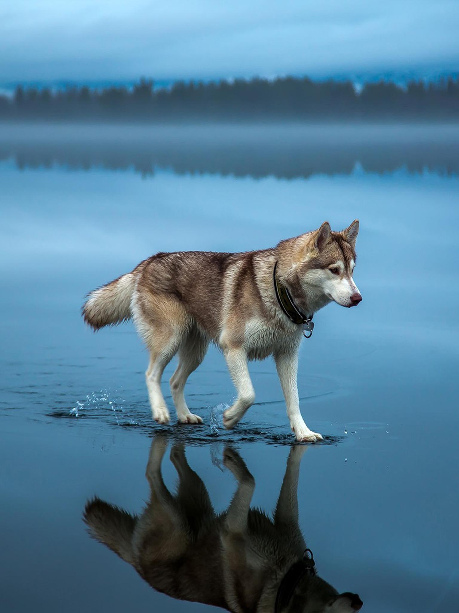 Siberian Husky (Water, Walking, Blue) Dog Wallpaper