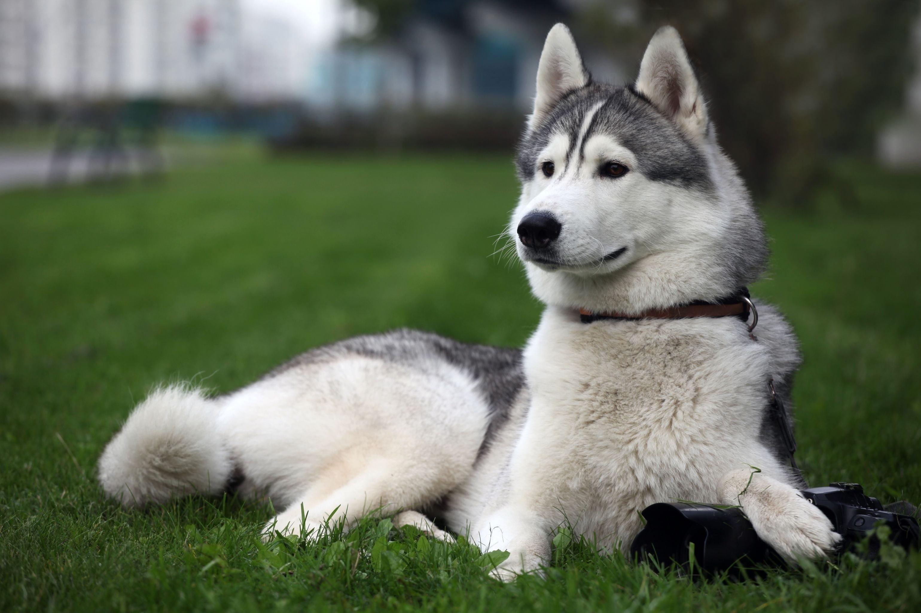 Adult grey and white Siberian husky, Siberian Husky, dog, animals