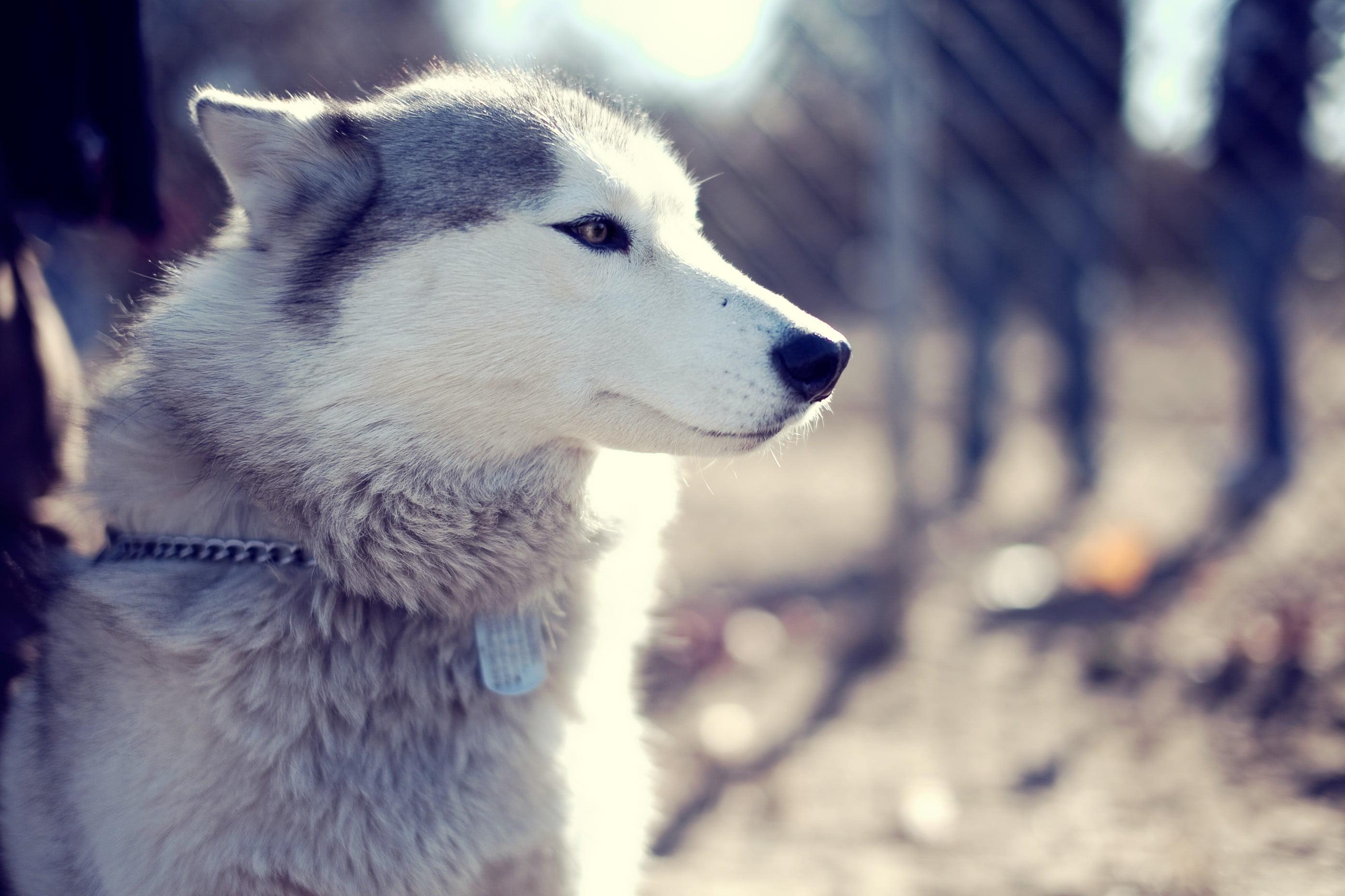 Gray wolf, Siberian Husky, dog, animals HD wallpaper