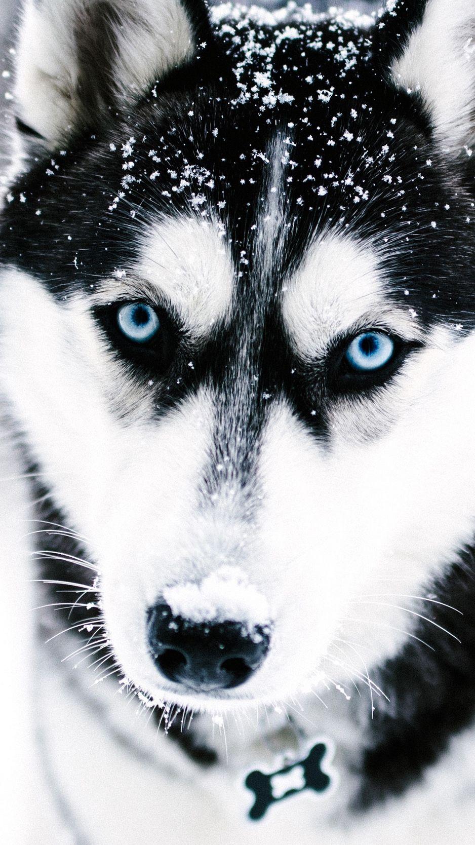 Pin By Deedee Neri On Siberian Huskies Wolf. Dog Wallpaper, Husky, Dogs