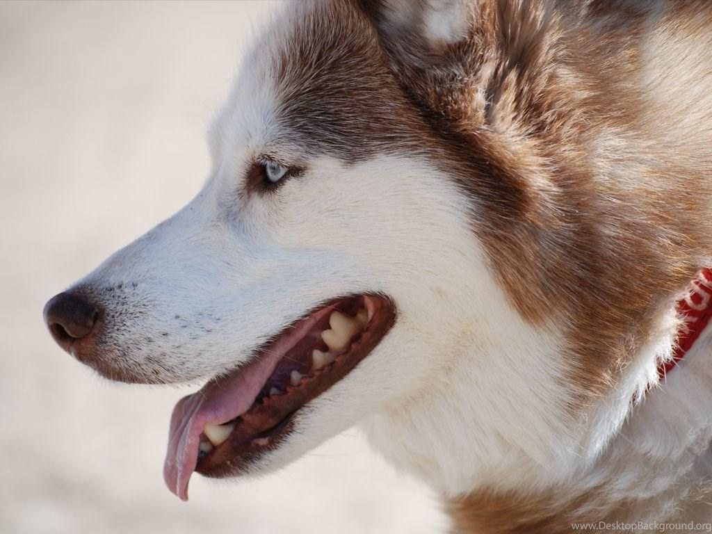Siberian Husky Dogs Wallpaper Fanpop Desktop Background
