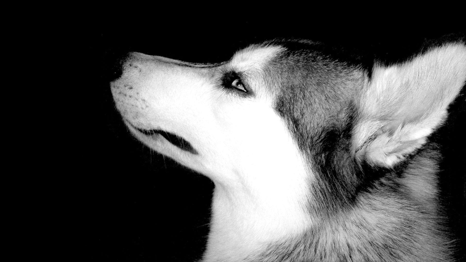 Husky Dog Wallpaper , Find HD Wallpaper For Free