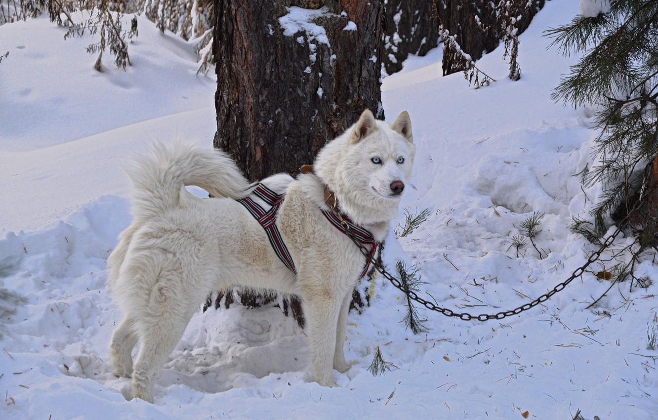 Wallpaper dog, white, forest, husky, dog, snow, husky, friend