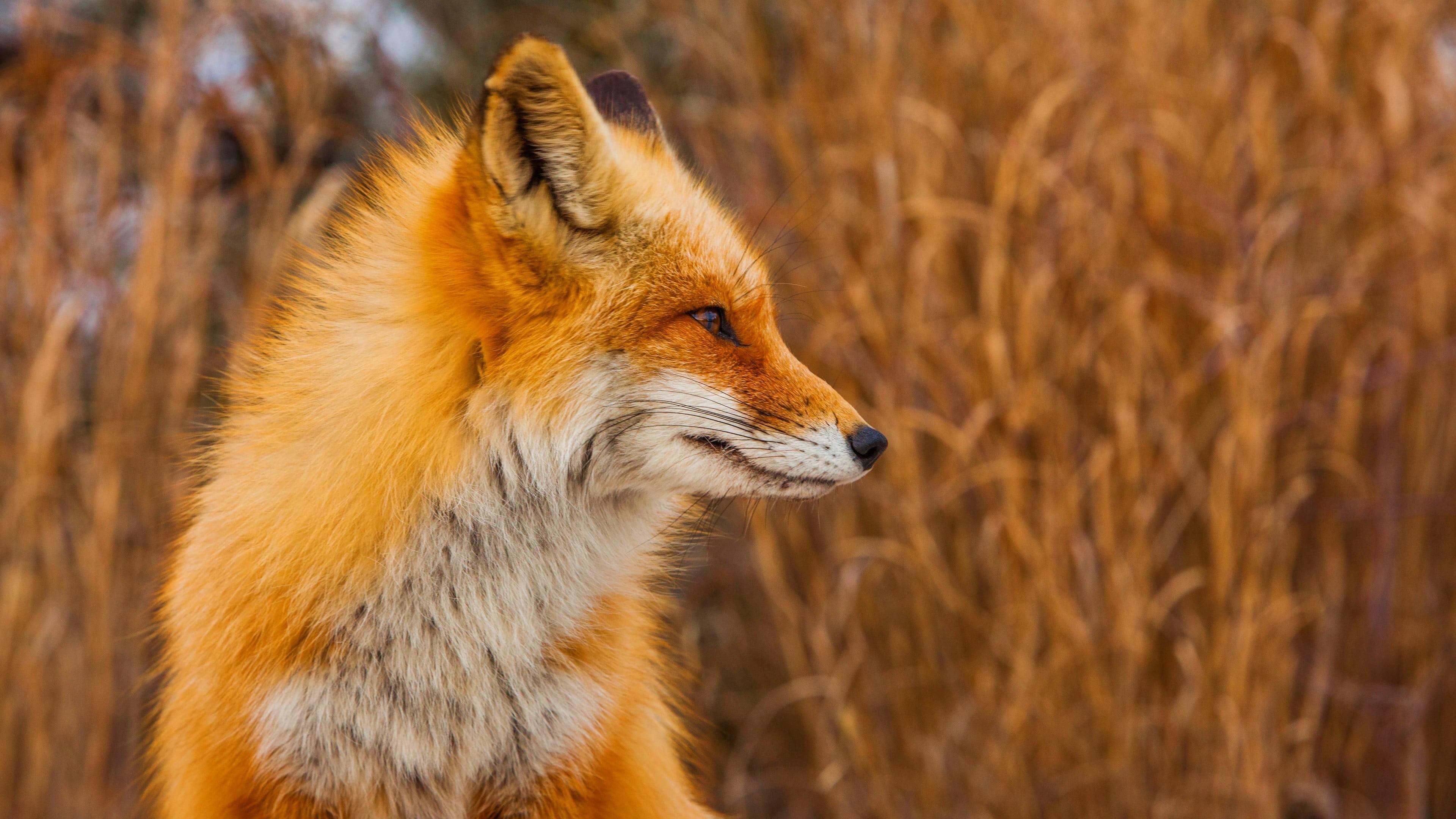 Red fox, fox, animals HD wallpaper