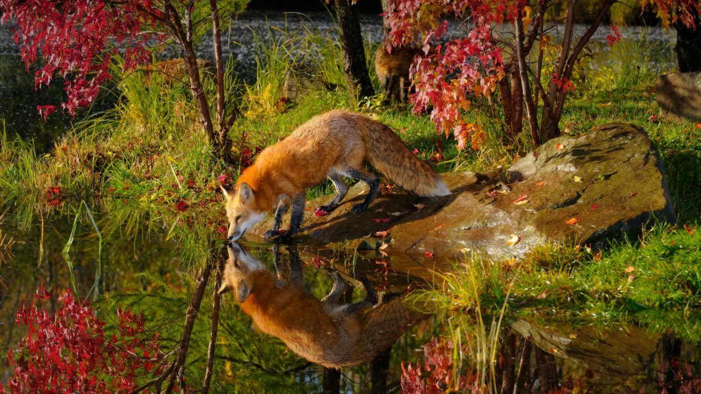 Red Fox Desktop Wallpaper