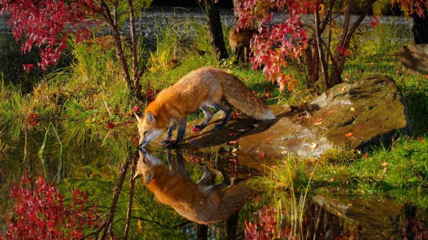 Red Fox Hd Wallpapers Wallpaper Cave