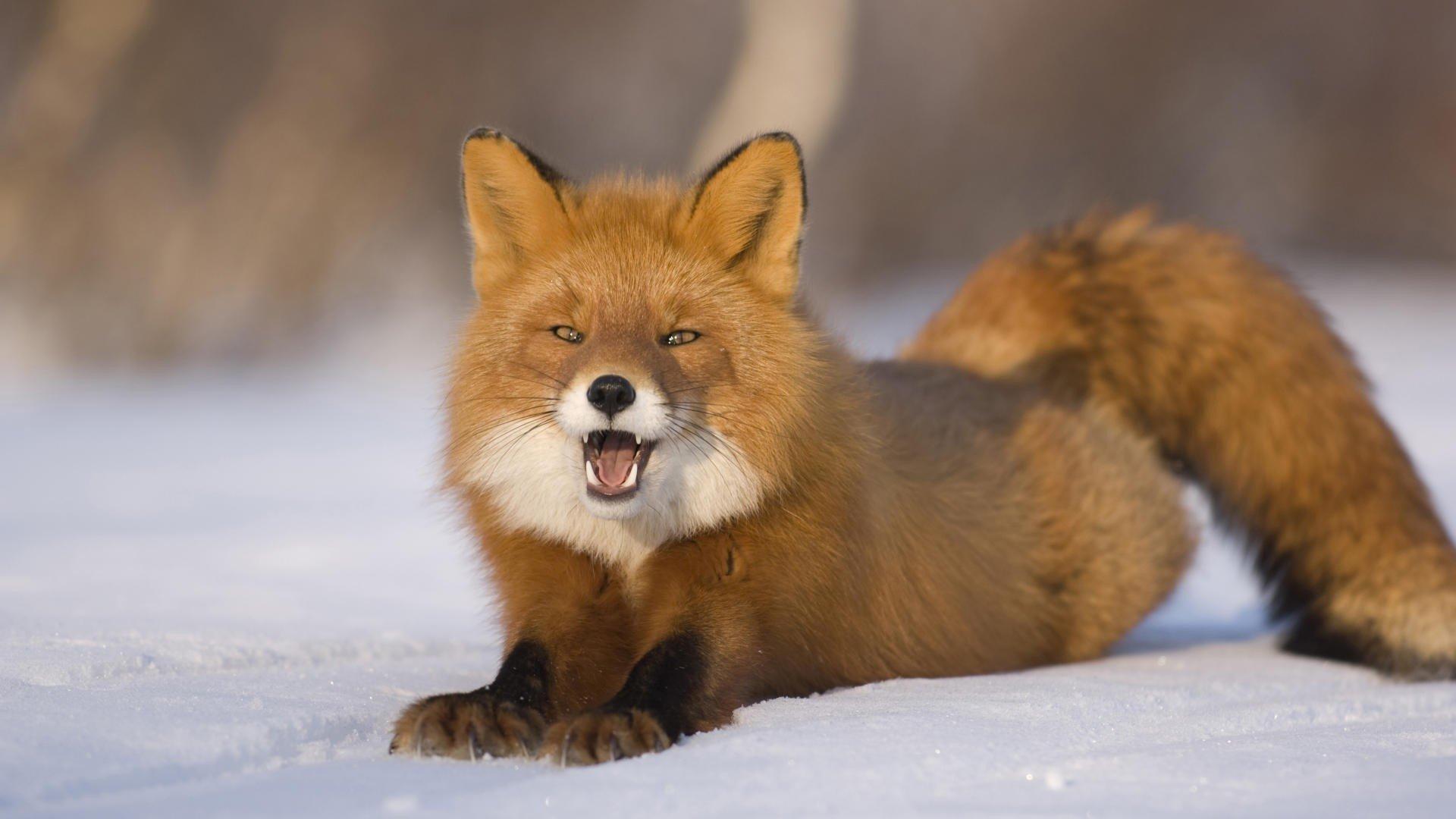 Red Fox HD Wallpaper and Background Image
