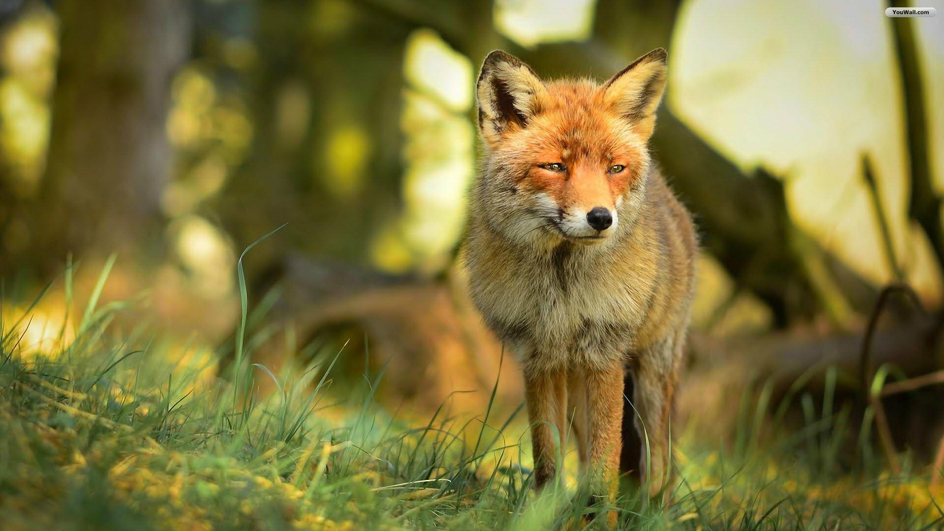 Red Fox Forest Wallpaper HD