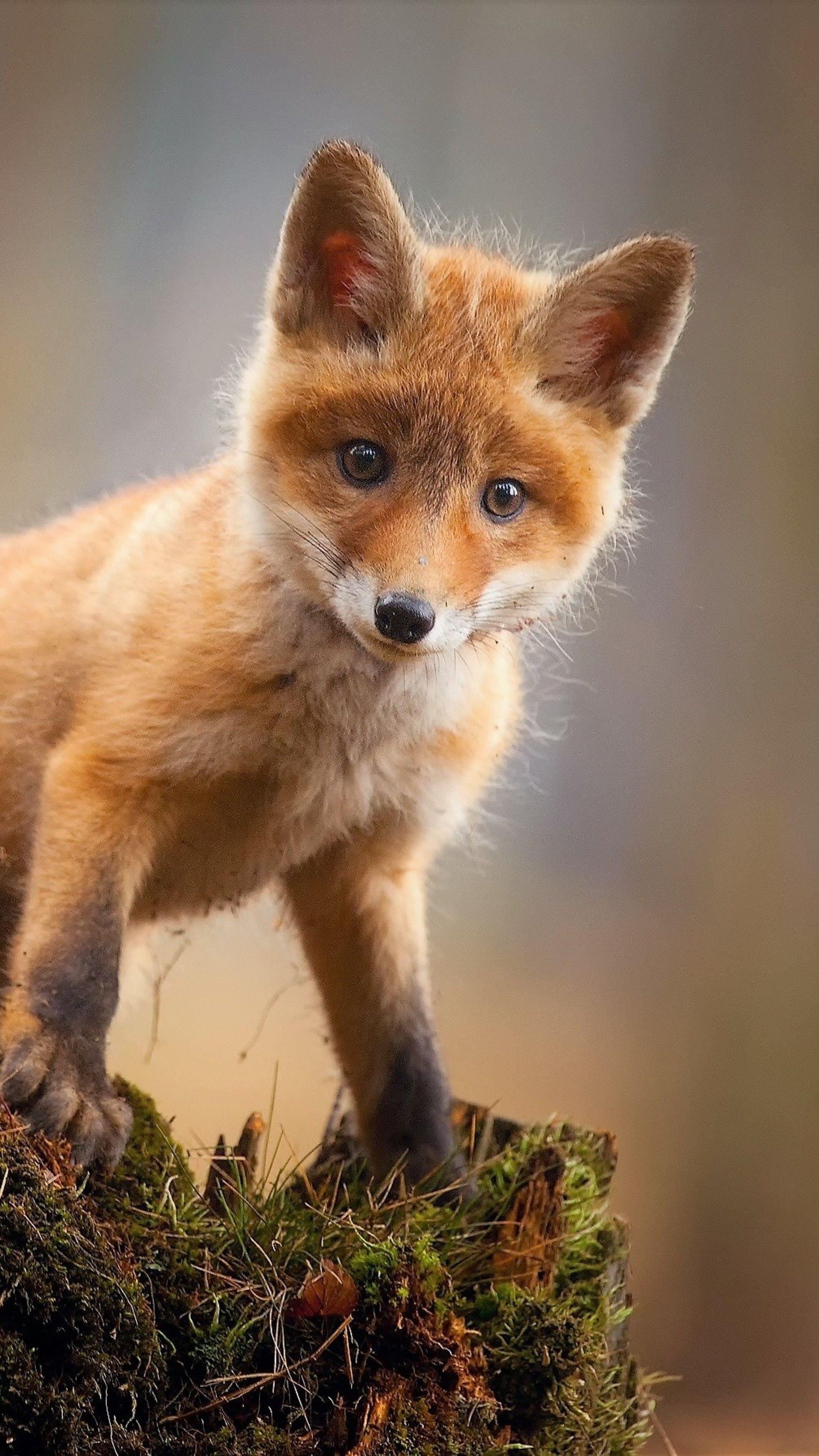 Animals #Fox Cub Baby Animal Cute HD #wallpaper HD 4k background