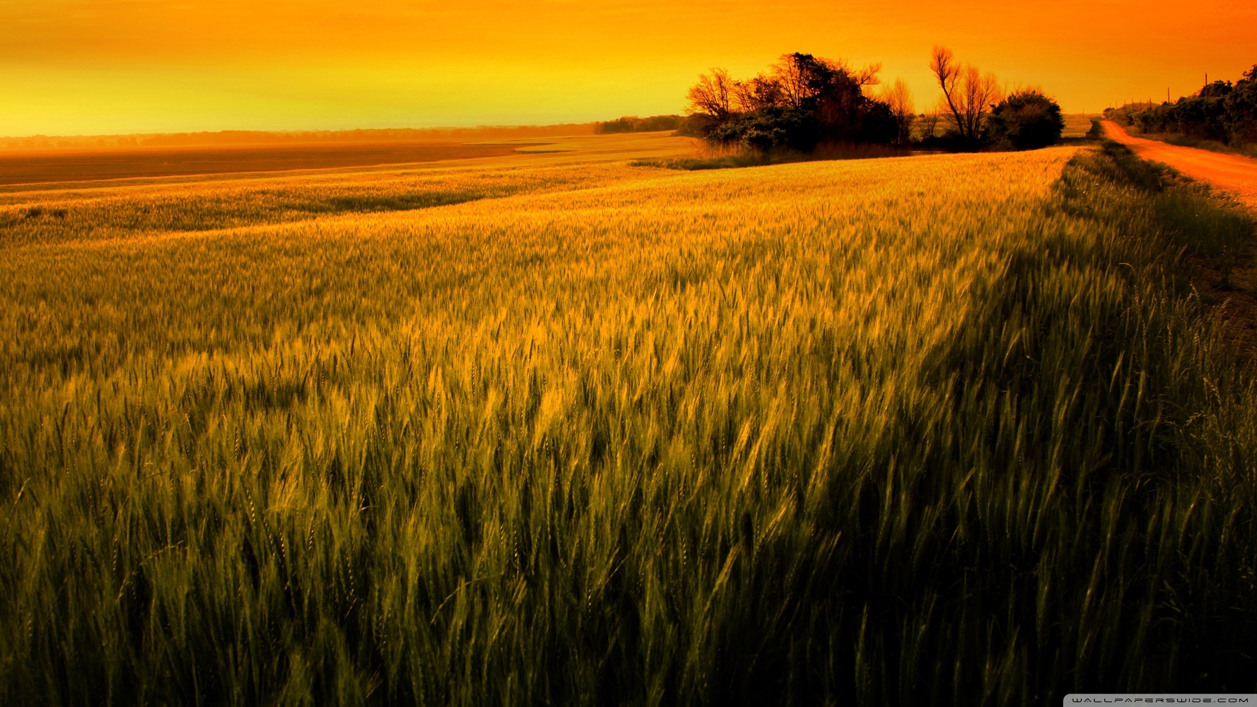 Sunset over the wheat field wallpaper wallpaper