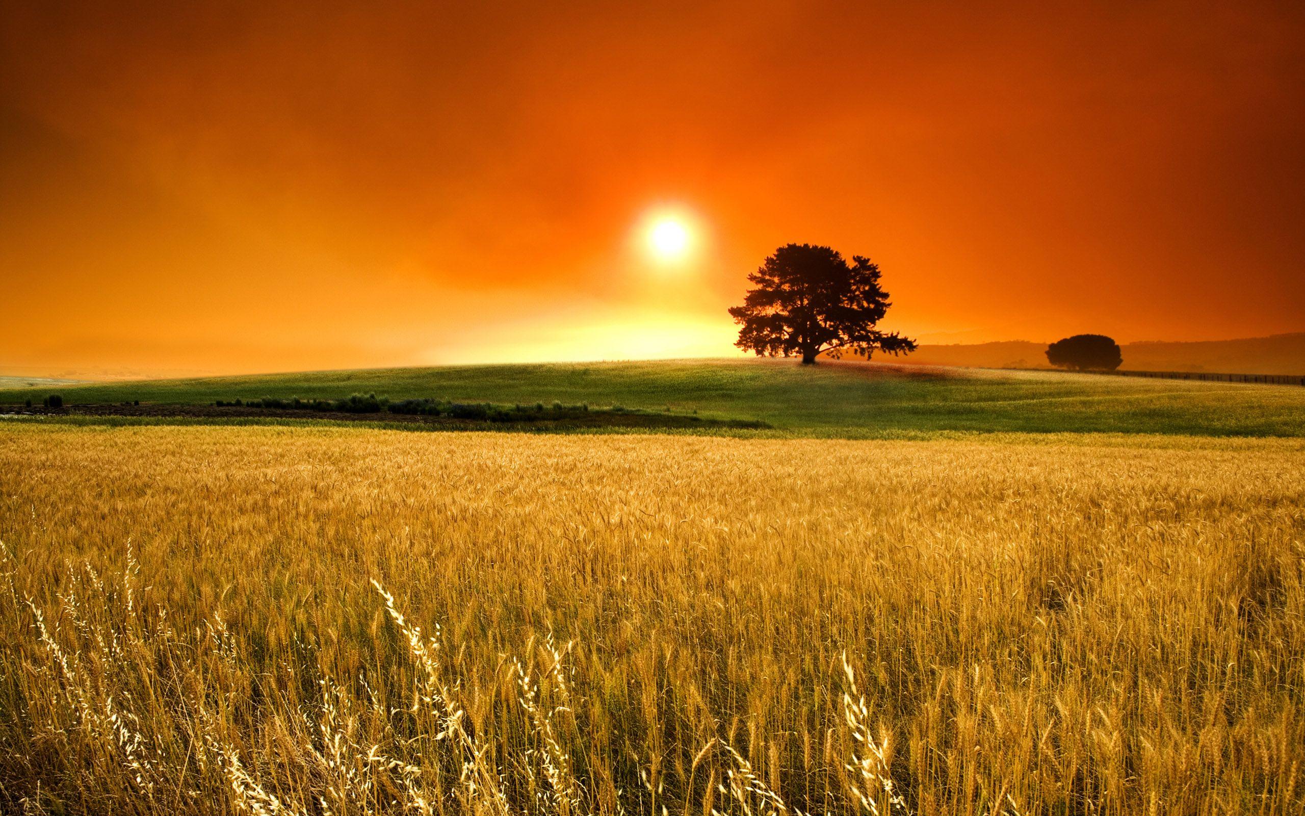Summer sunny days sunset over de wheat field. Beautiful