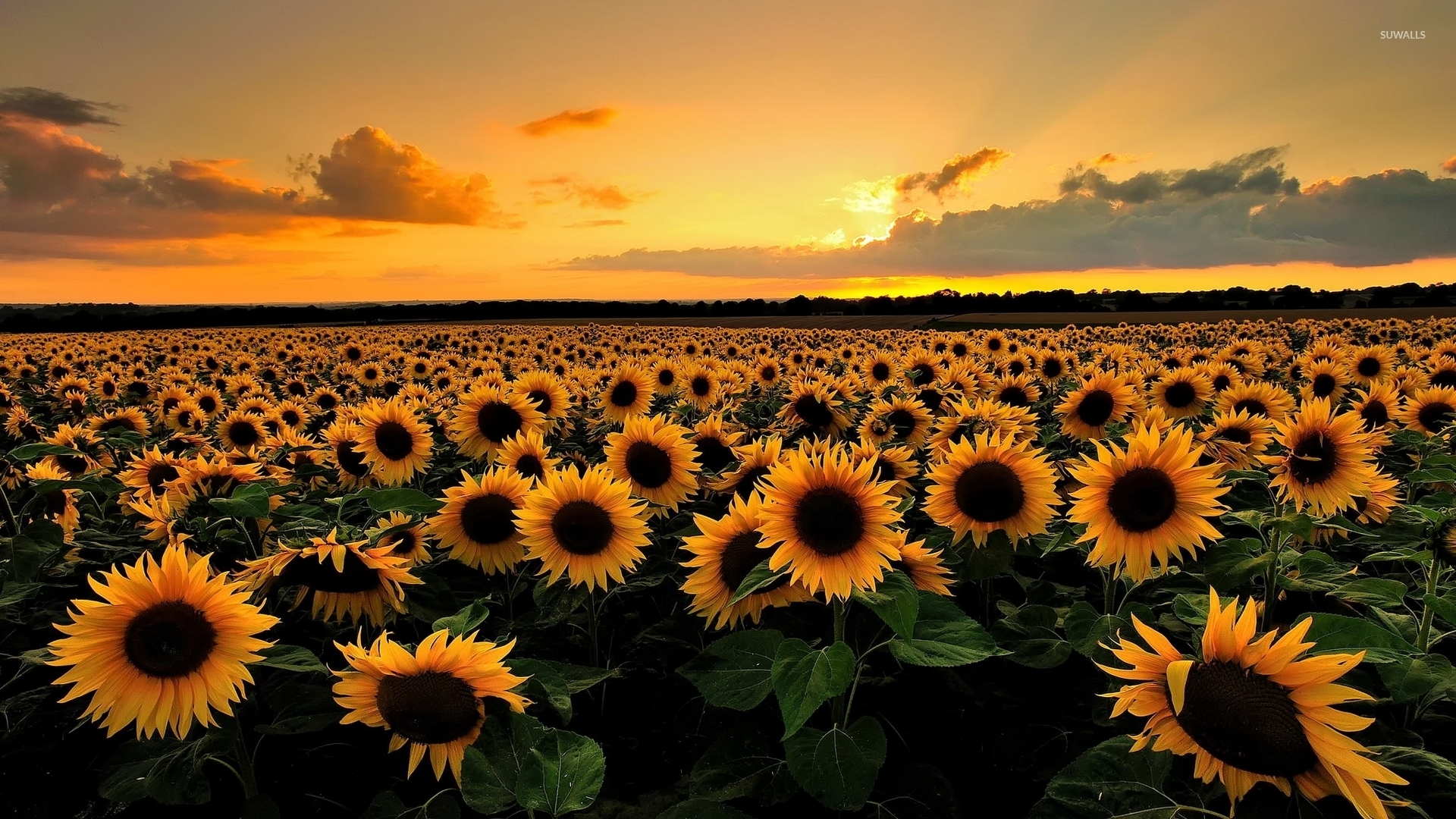 Sunset on the sunflower field wallpaper wallpaper