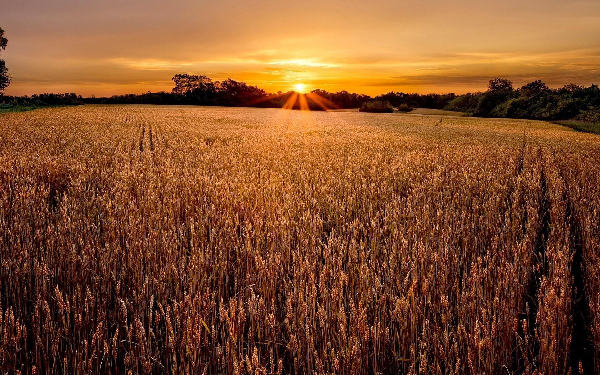 Awesome Sunset Over Wheat Field Wallpaper