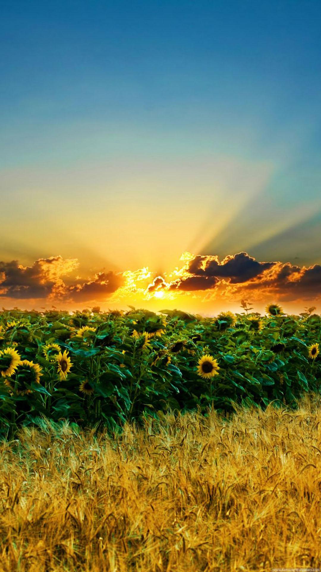 Sunset Over Sunflower Field iPhone 6 Plus HD Wallpaper HD