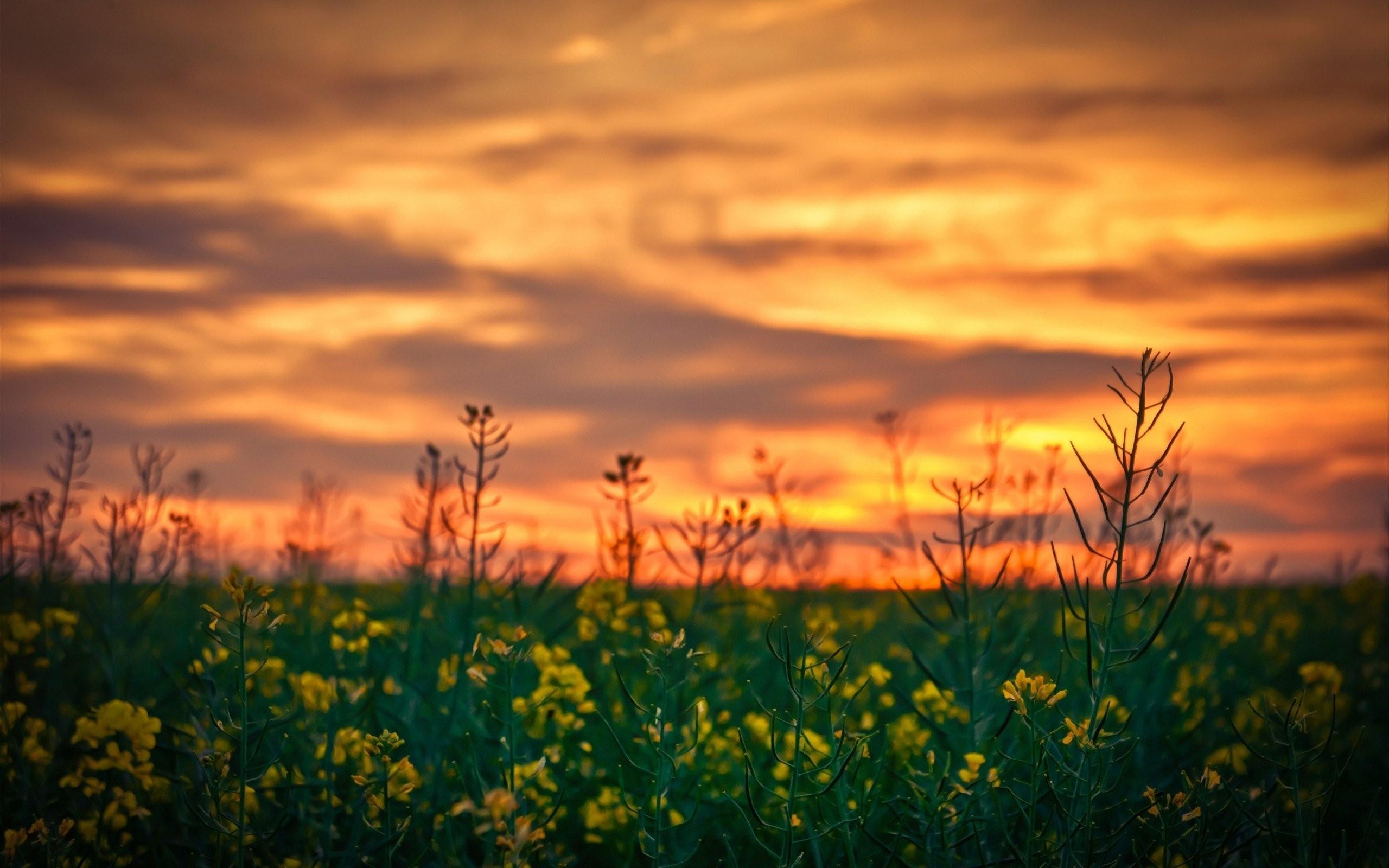 Of, Yellow, depth, Nature, Field, Flowers Windows, Picture, Rapeseed