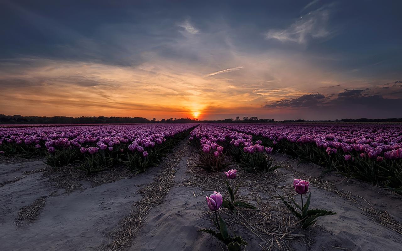 Desktop Wallpaper tulip Sky Fields flower sunrise and sunset