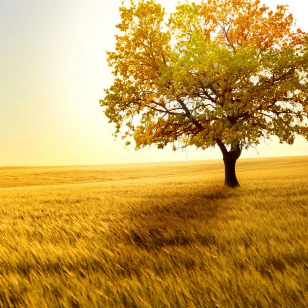 Nature Golden Sunset Lonely Tree Grass Field iPad Wallpaper Free