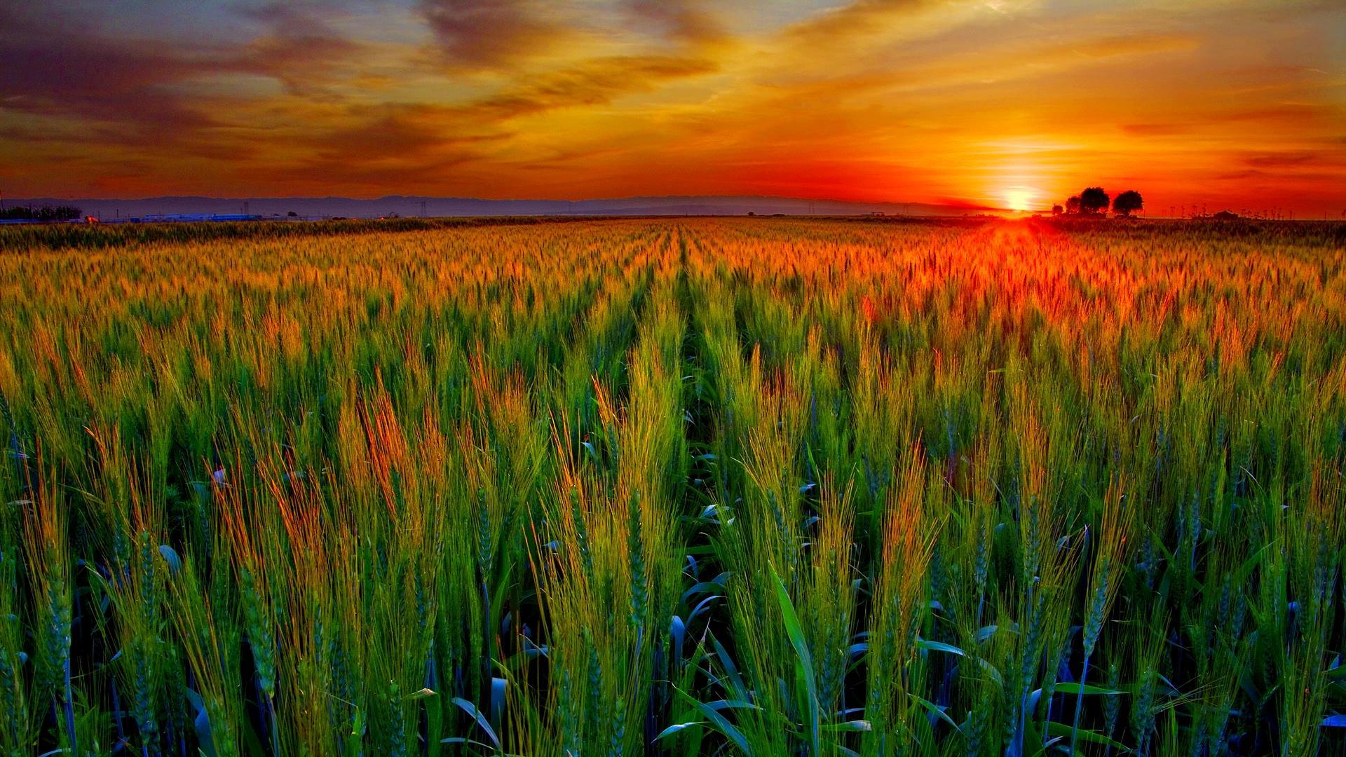 Grain Field At Sunset Wallpaper Landscape Wallpaper