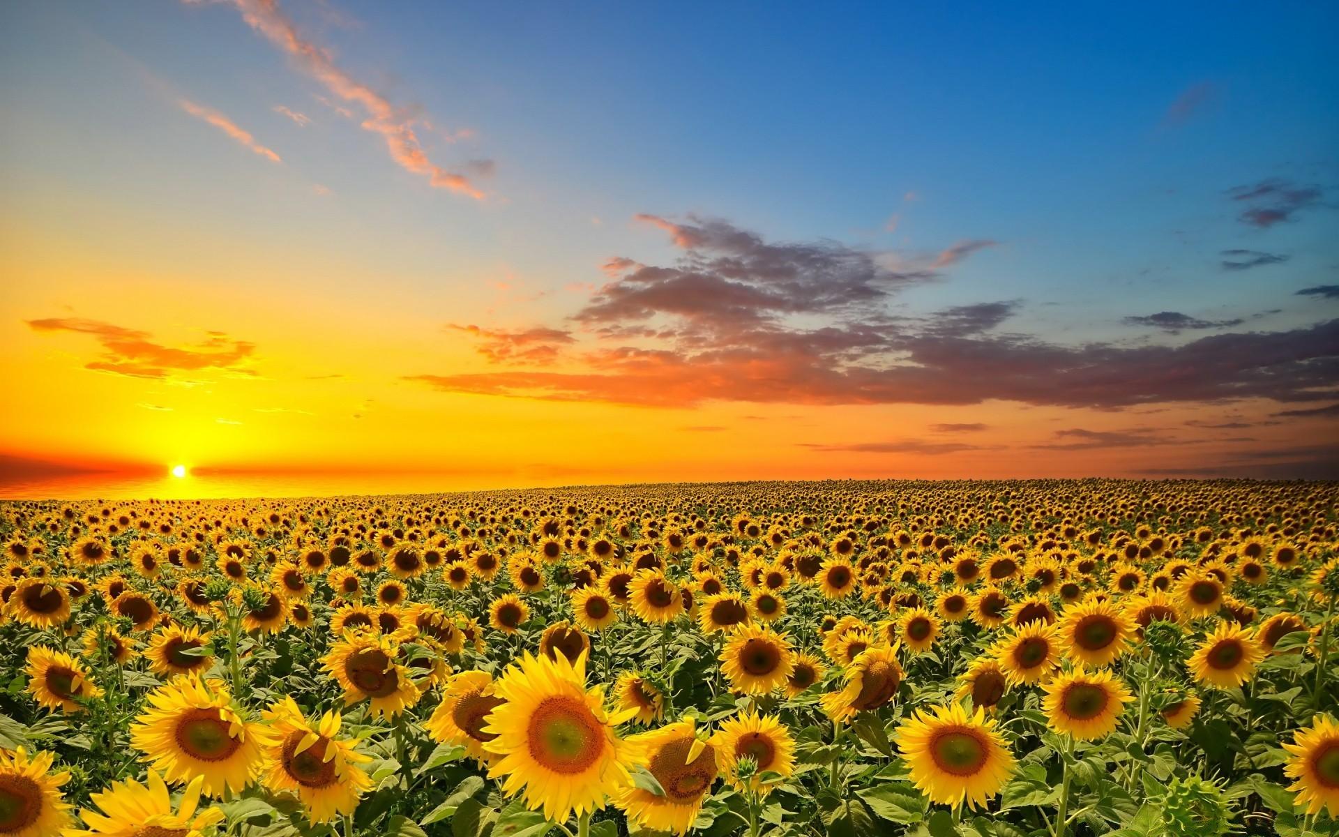 Sunset Over Sunflowers Field