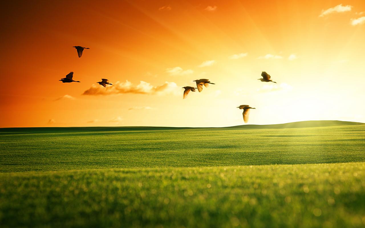 Desktop Wallpaper Birds Nature Fields Meadow sunrise and sunset