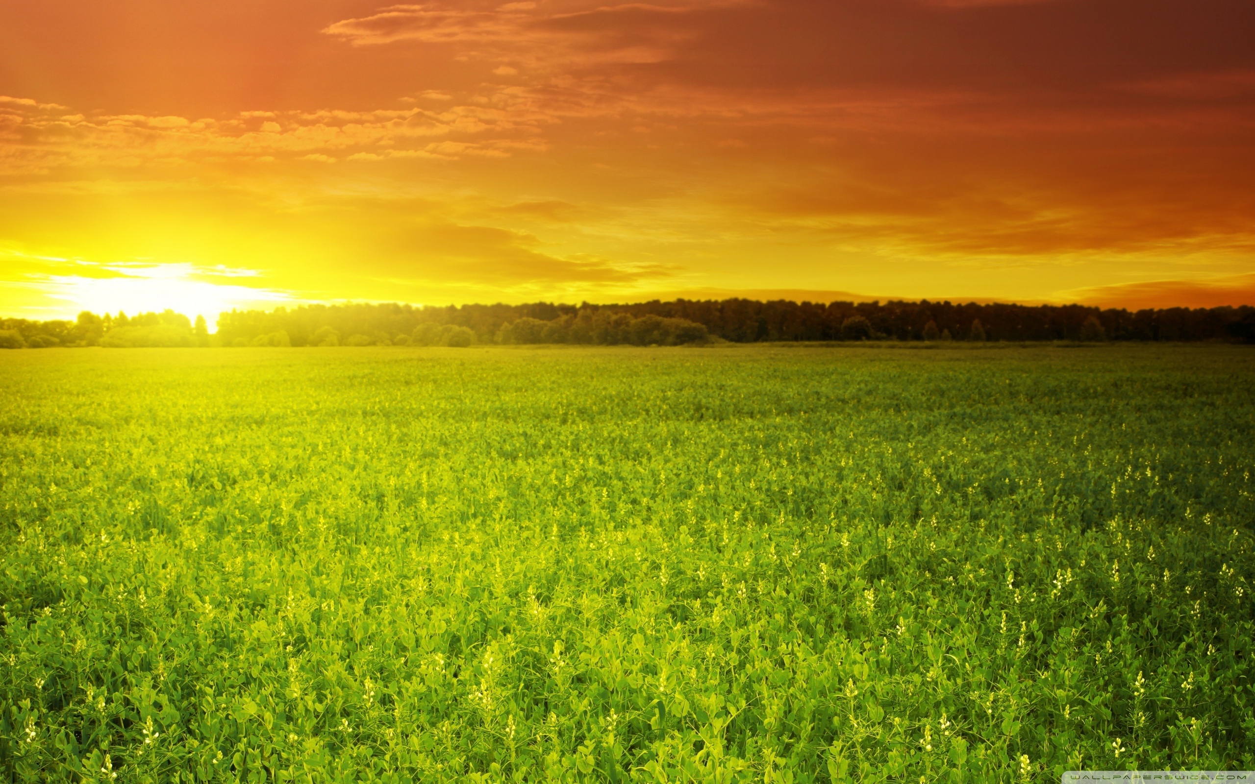 Download Sunset Over Bean Field HD Wallpaper