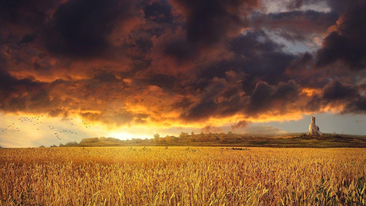 Golden sunset over a field wheat grass clouds sky wallpaper
