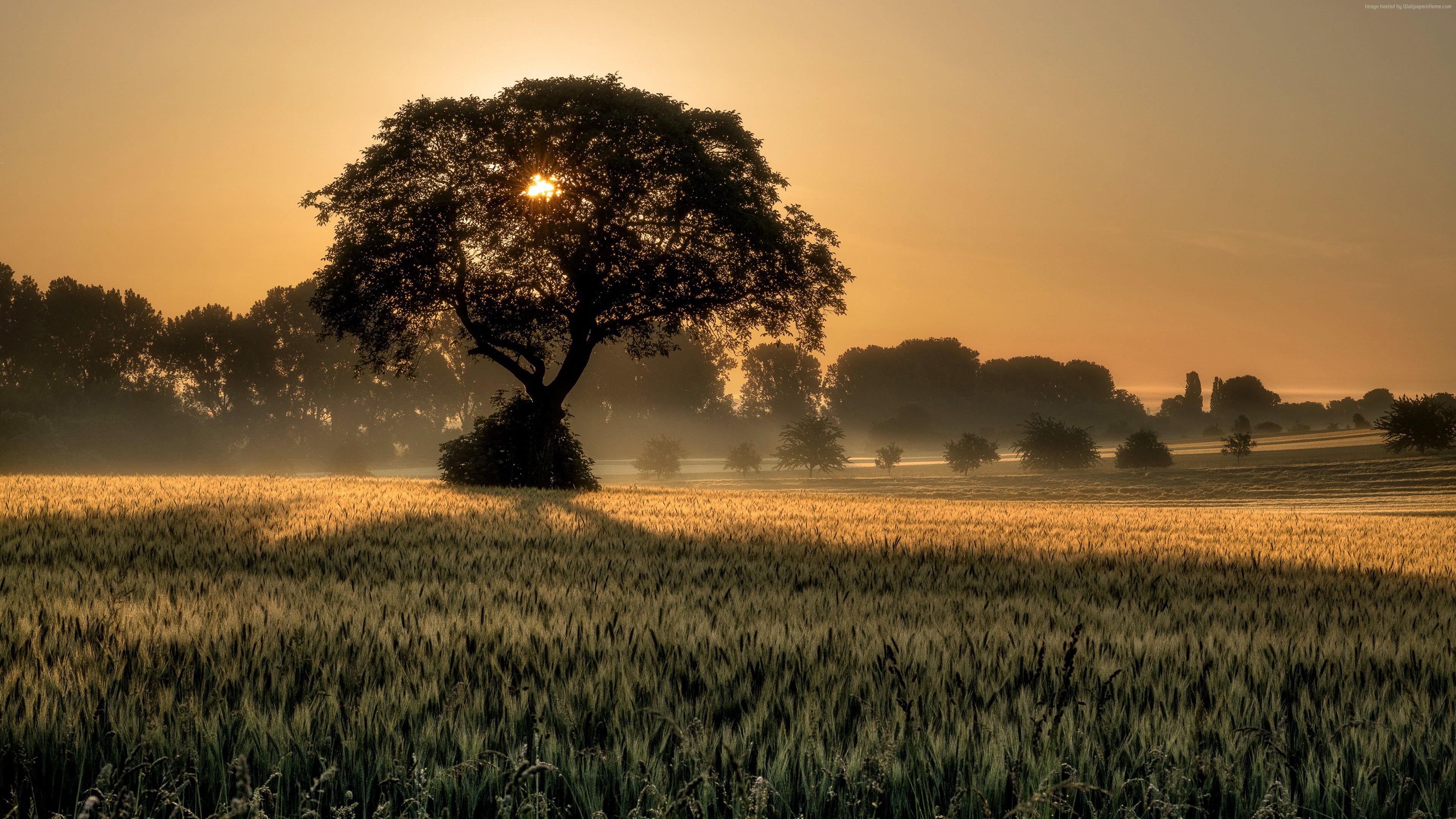 Wallpaper sunset, tree, field, 4K, Nature Wallpaper Download